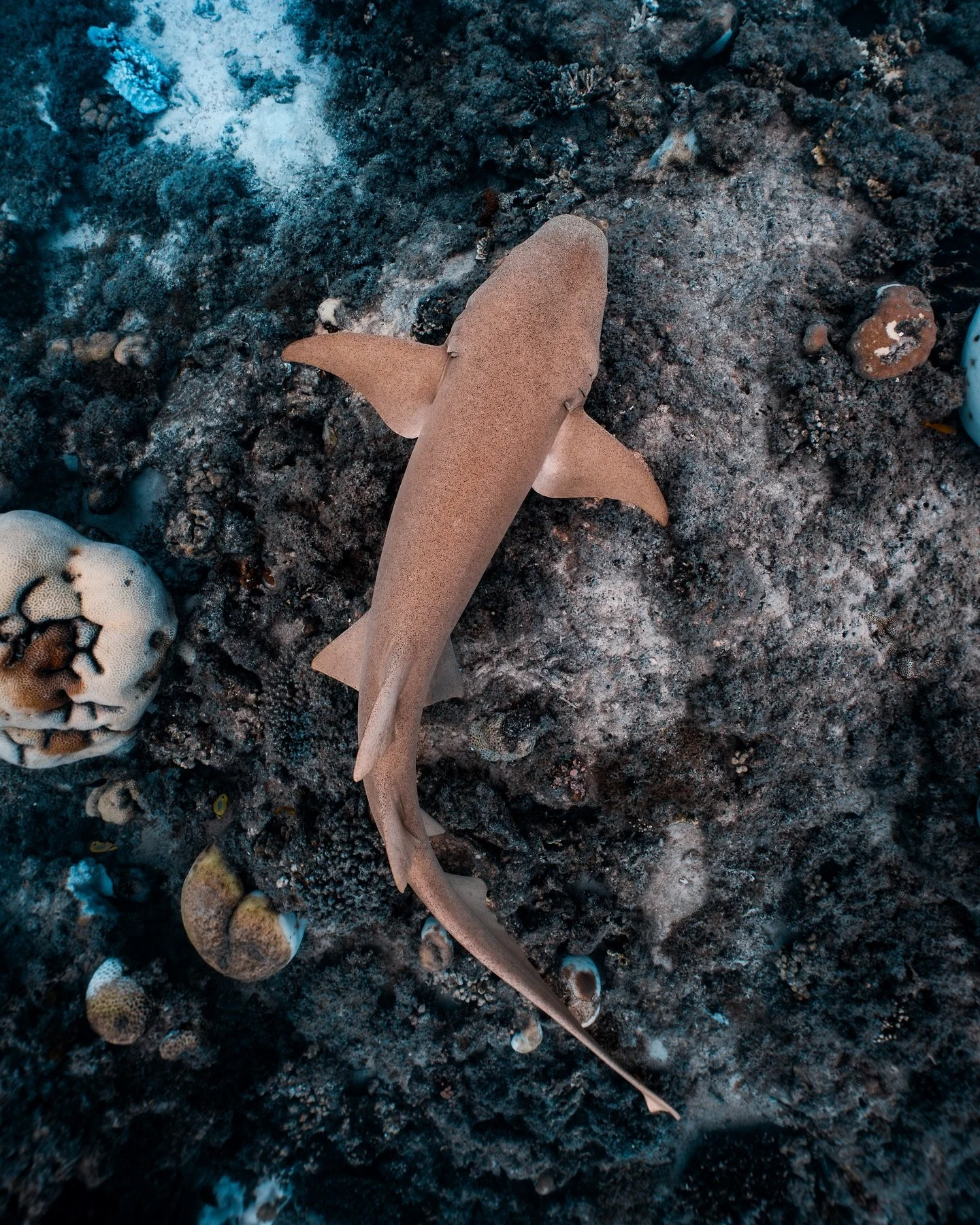 Ningaloo critters are my favorite &mdash; from tawny nurse sharks, leucistic manta rays to massive whale sharks. It&rsquo;s been a fun few weeks full of incredible wildlife encounters, and I finally managed to get a selfie with a whale shark! 

Taken