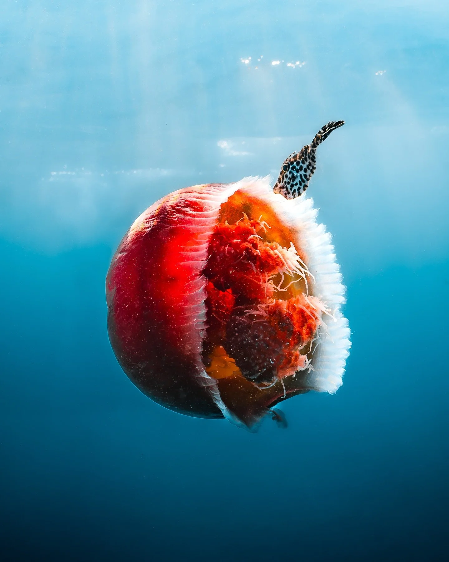Jellyfish Taxi 

Juvenile fish are frequently observed seeking refuge among the tentacles of jellyfish, where the jellyfish's stinging cells provide effective protection from potential predators. This interaction is generally regarded as somthing cal