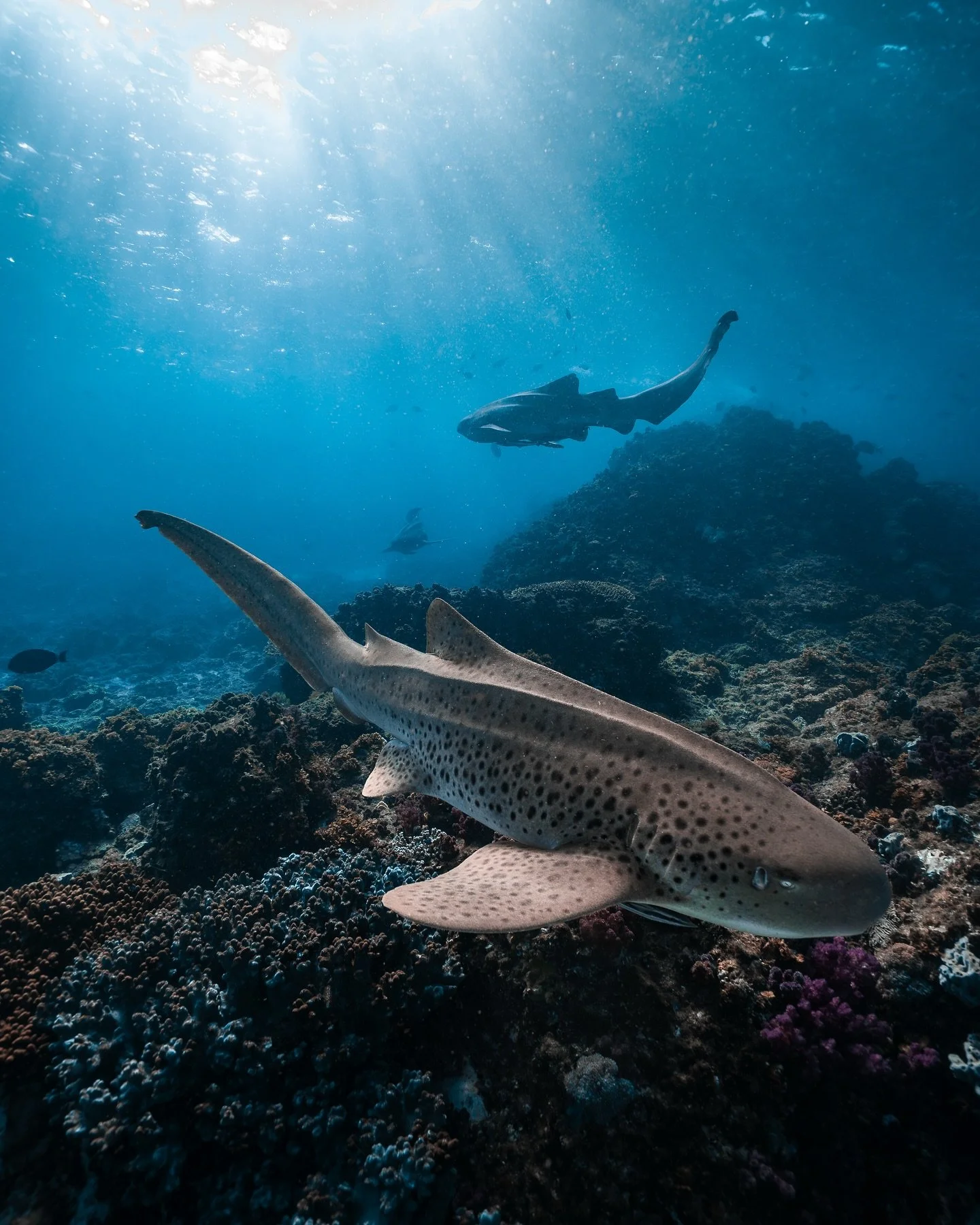 Meet the locals of Nguthungulli. 

During the warm summer months, the site comes alive with large gatherings of leopard sharks &mdash; actually the biggest aggregation of leopard sharks in the world. Over on the west coast leopardsharks are rather ra