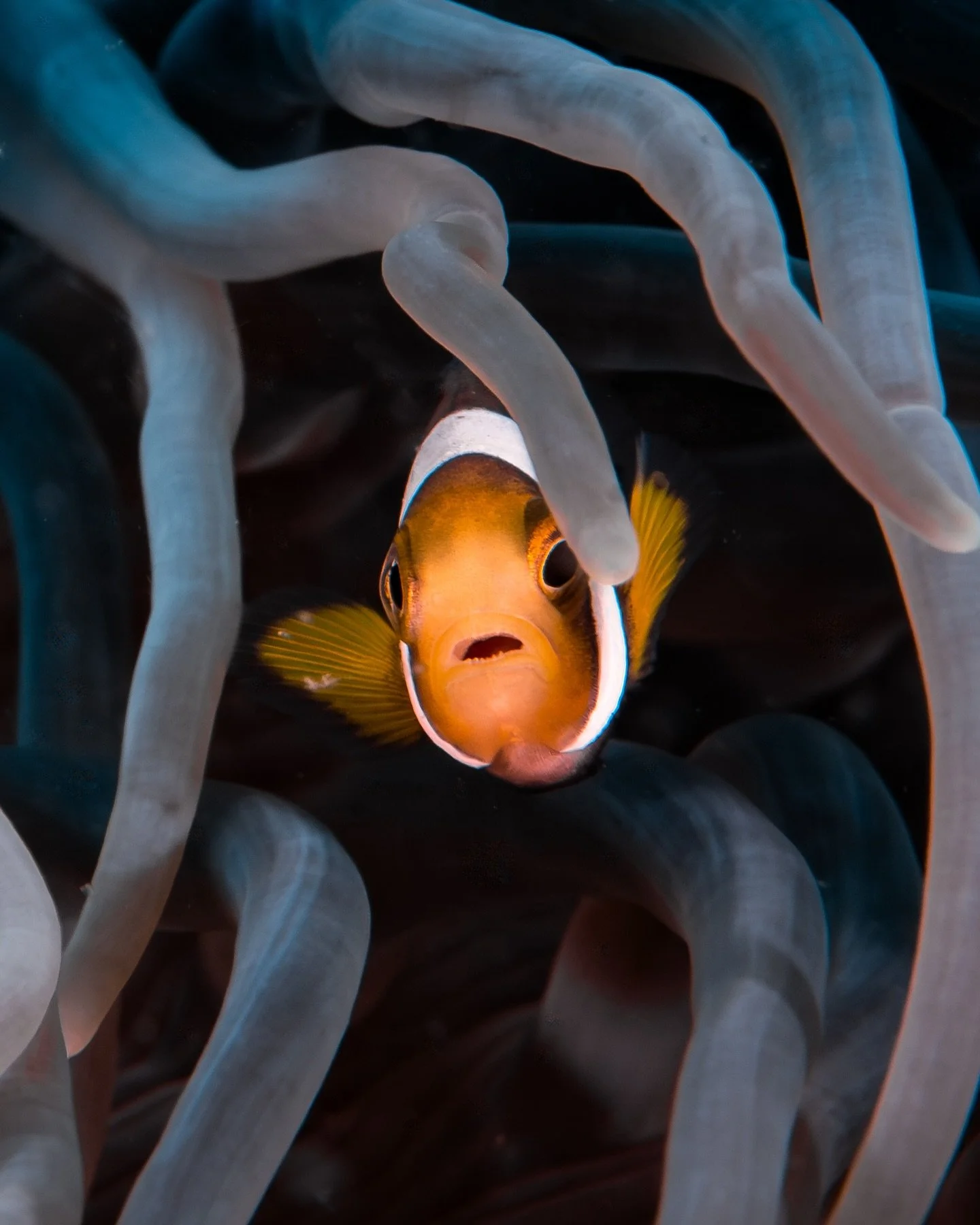 Finally took the macro lens out!

Most of this year I spent shooting megafauna on the Ningaloo, so being back in Indo means I finally get to play with a macro lens. Just near where we live are some great macro dive sites, perfect for rainy season whe