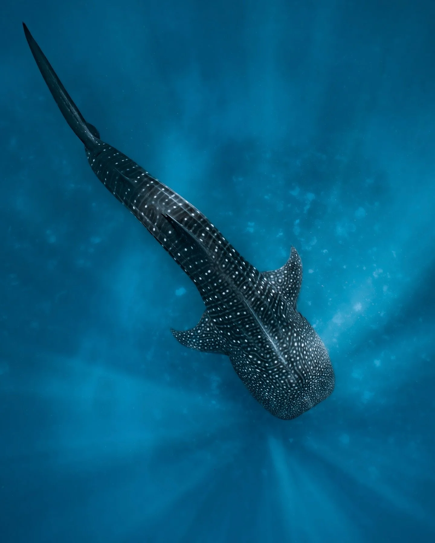 Big fish, small brain

As much as I love spending time with these spotty giants, they are not exactly the brightest fish in the sea. Whale sharks actually have one of the smallest brain-to-body ratios of any fish &mdash; and if you&rsquo;ve ever been