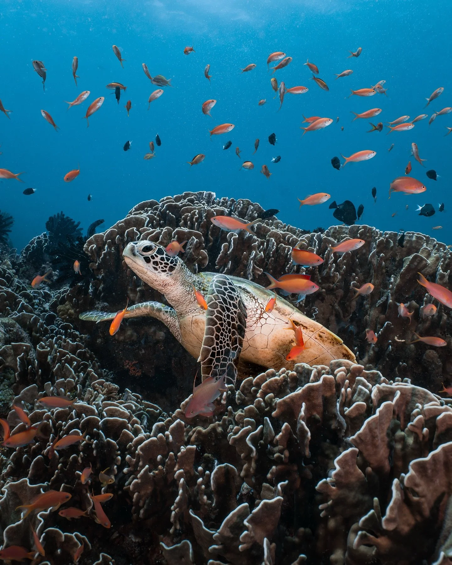 Weekend dip with @mantadivegilit 

Nothing beats having a dive playground right next door with colourful coral, chill turtles, and all the small macro weirdos. Can't wait to be back!

#diving #scuba #underwater #underwaterphotography #macro #lombok #