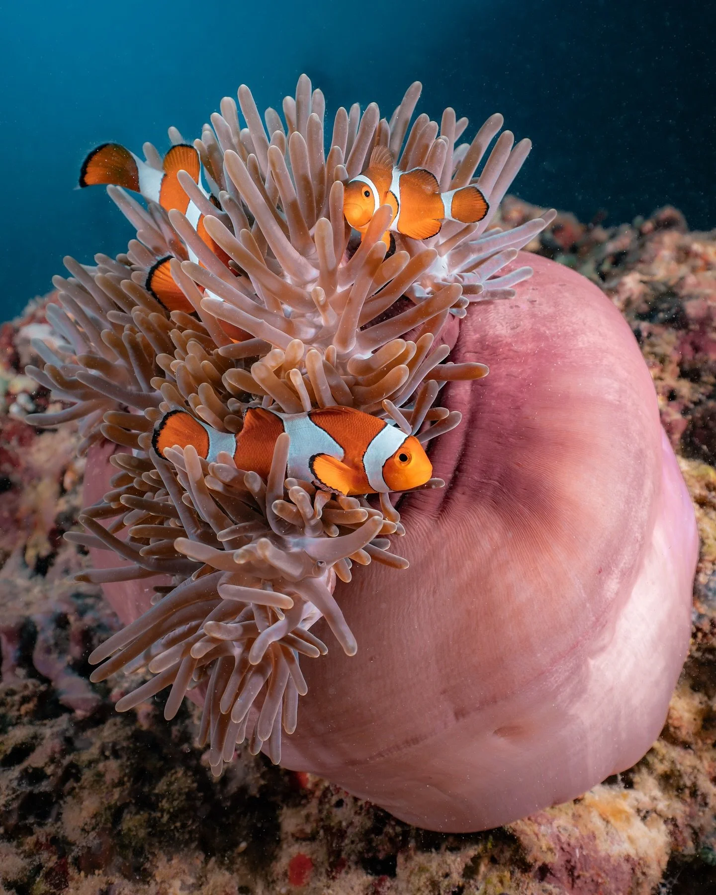 A family portrait 🙃

Clownfish live in structured social hierarchies within a single host anemone, typically led by one dominant breeding female, followed by a breeding male and several smaller non-breeding juveniles. 

They are sequential hermaphro