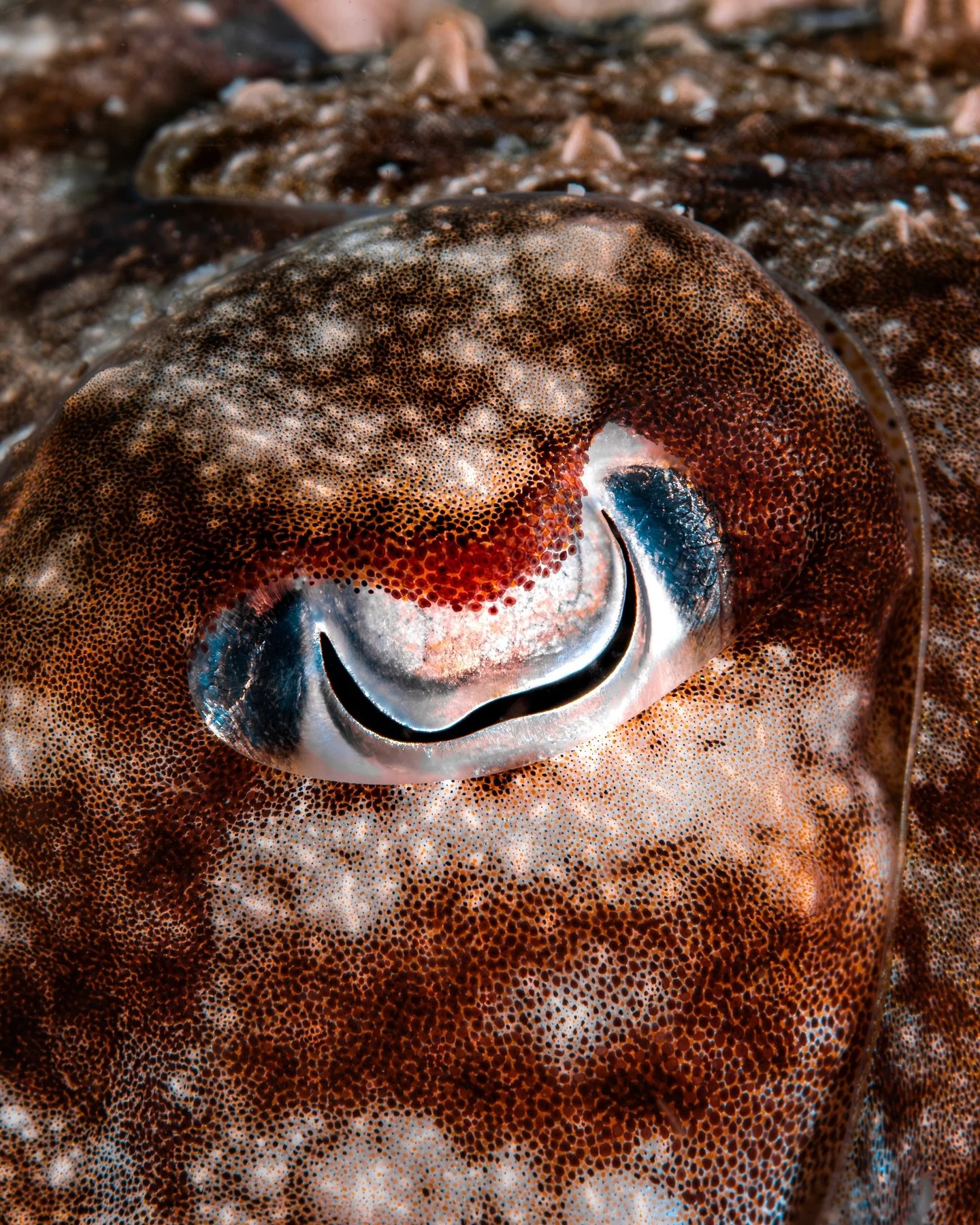 Cuttlefish are some of my favorite animals to hang out with while diving 🦑💛 

If you take the time to just hover next to them, you can see all the wild details - like their interestingly shaped pupils, their shy but observant personalities, and the