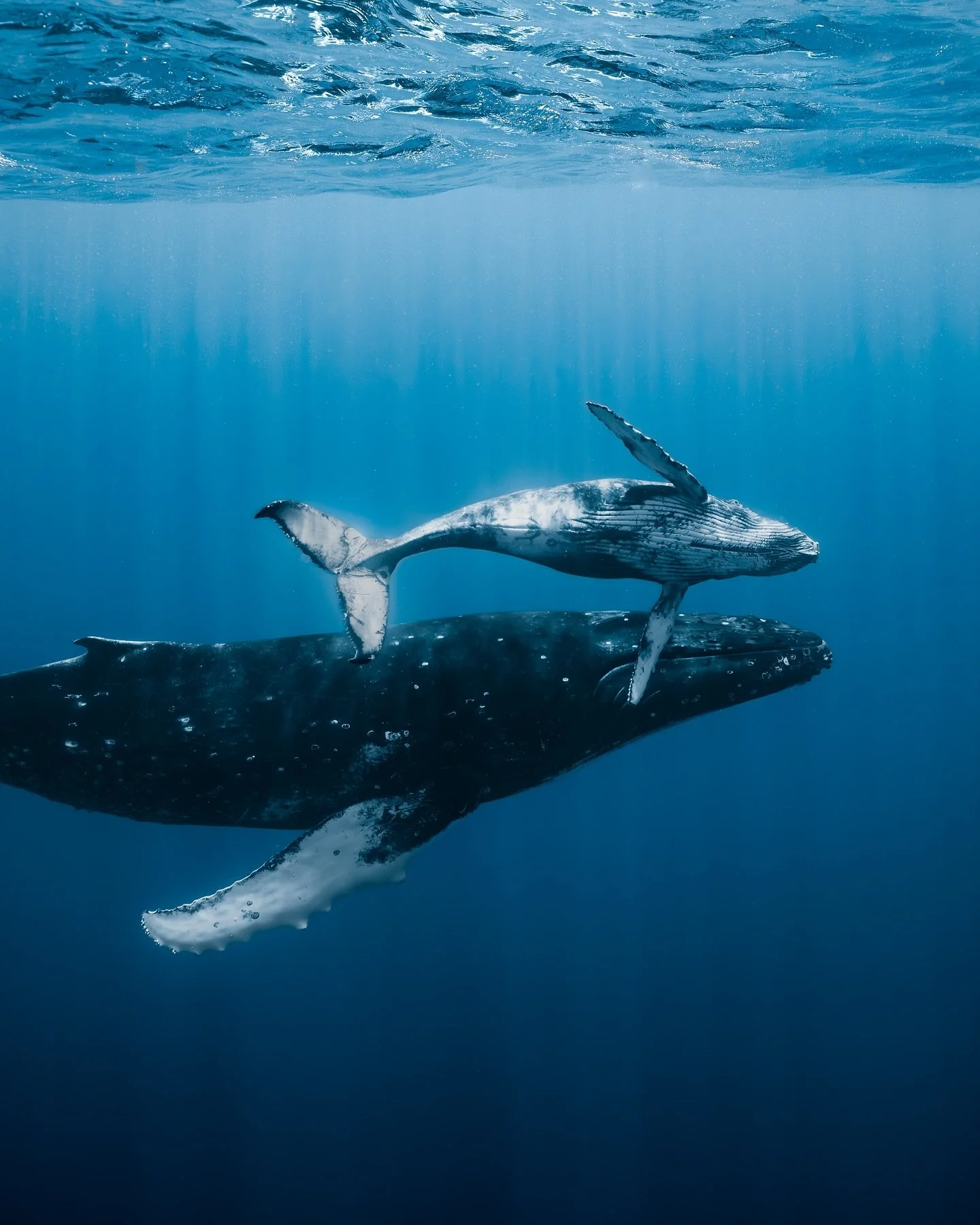 Missing these gentle giants a little extra today. 
I think they&rsquo;re still my favorite animals to interact with - they&rsquo;re incredibly intelligent and show real compassion and emotion. Always a humpie girl 🐋

#underwater #myocean #underwater
