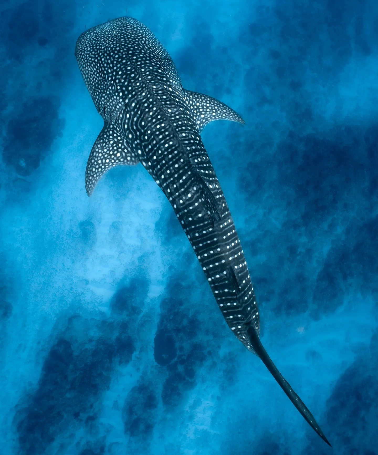 The Ningaloo Reef needs our help 💔🌪️

After Cyclone Narelle, a Category 4 cyclone, left Exmouth and Coral Bay in devastation, it also took a heavy toll on wildlife.

Ningaloo is such a special place, and I&rsquo;ve had the privilege of spending two