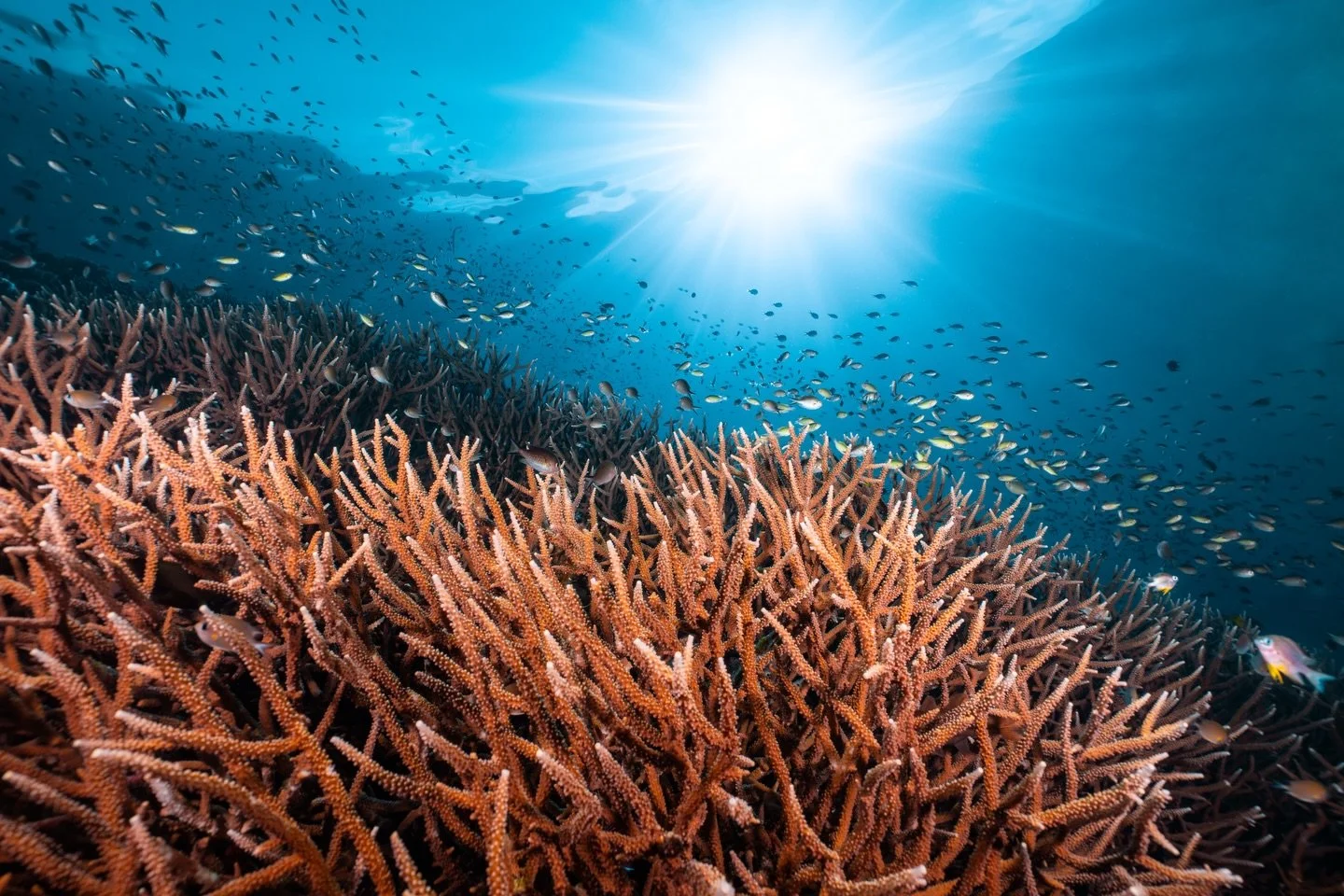 The reefs of Raja Ampat

We entered the water just before seven, close by a beautiful limestone island. It was the most magical time as we descended below the surface. The first light rays had just hit the water as the sun slowly began to rise. On th