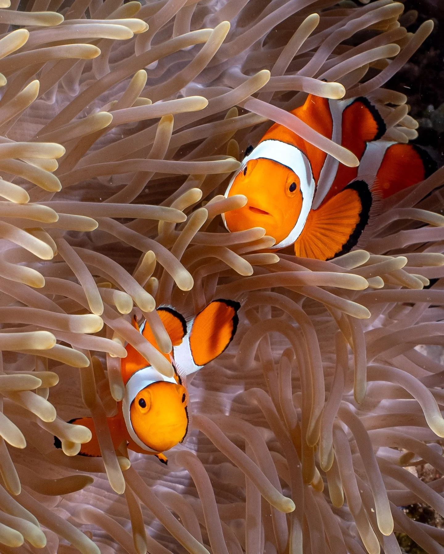 Clownfish diaries 

There aren&rsquo;t many fish that get me as excited as clownfish. I could spend hours in front of anemones, watching these tiny, skittish characters play hide and seek among the tentacles. It&rsquo;s one of the things I love most 