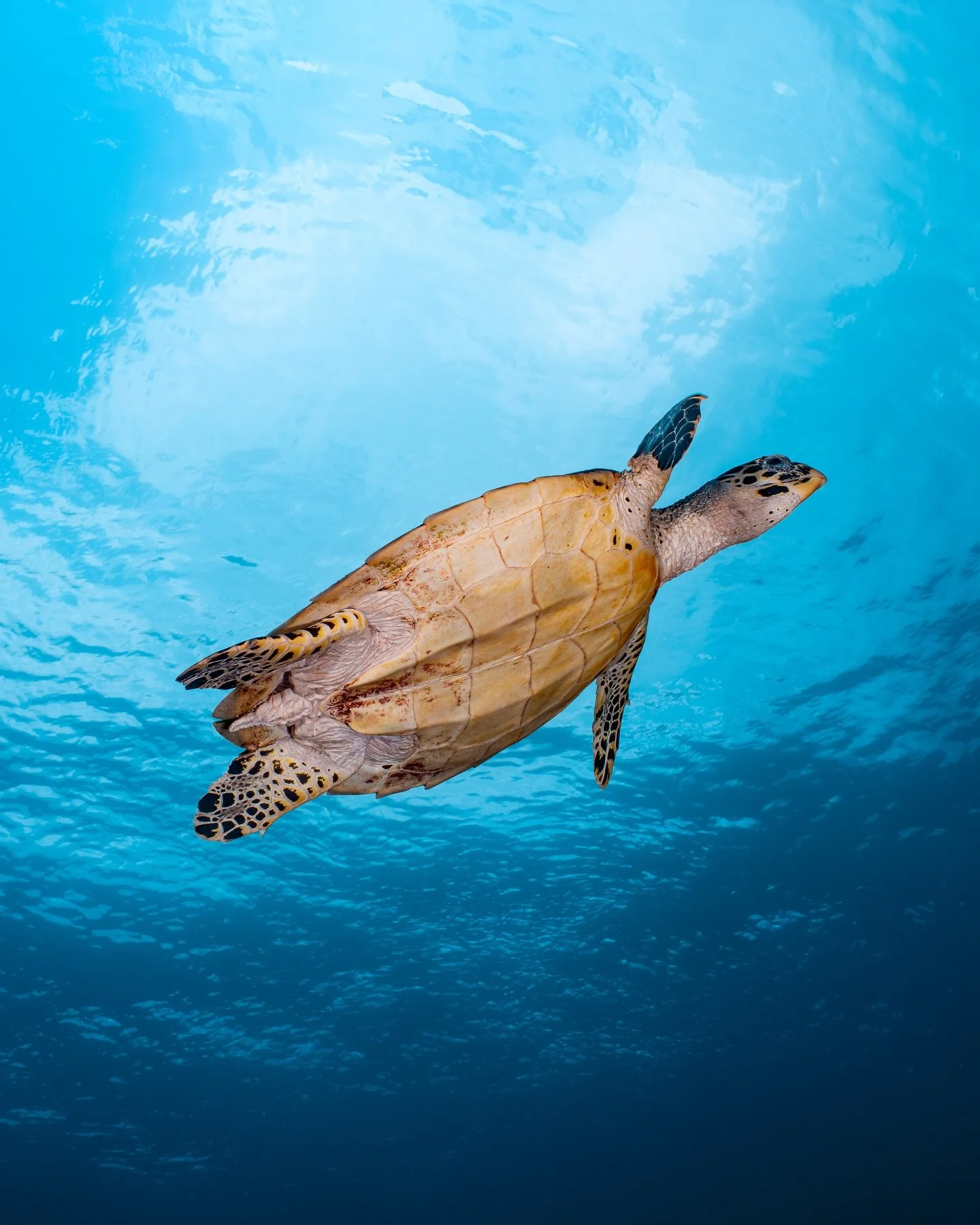 Happy Earth Day, Mama Earth 🌍

Feeling really grateful for all the time I&rsquo;ve been able to spend in the ocean. From remote Indoesia to Gal&aacute;pagos, the Ningaloo and French Polynesia. Every place is so different, but when reef and ecosystem