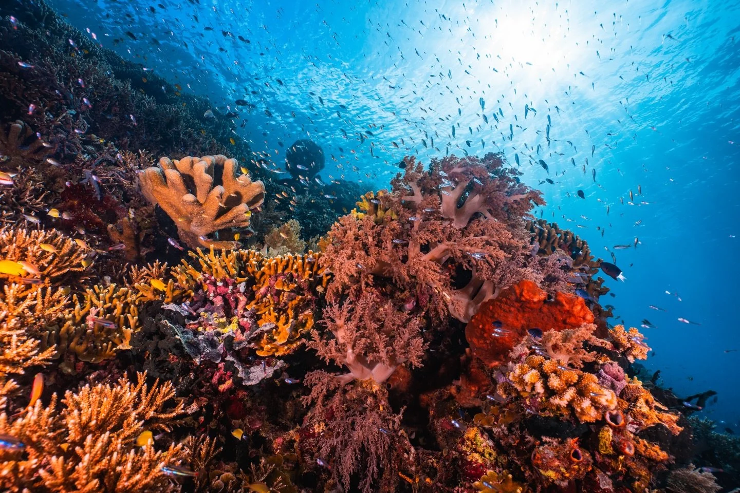Some of the most remote and untouched reefs I&rsquo;ve ever had the chance to explore 🩵🪸

North Malukku sits within the Coral Triangle, one of the most biodiverse marine regions on Earth, and underwater it truly feels like it. Massive schools of re