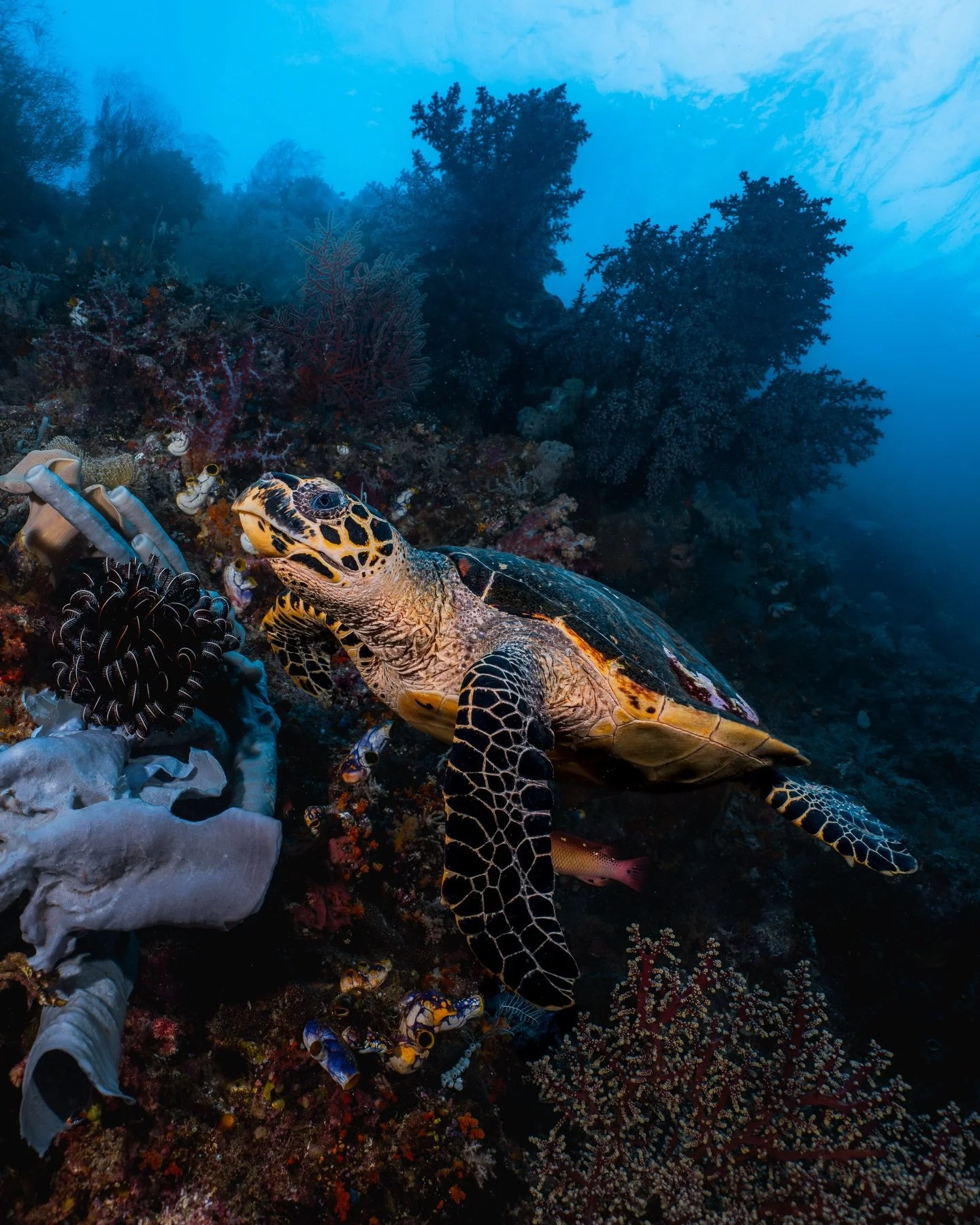 Some shots from our recent trip adventuring through remote parts of Indonesia.

We saw some of the most beautiful coral reefs we&rsquo;ve ever been to, with so much life everywhere you looked. Very grateful for these 13 days exploring on board @walla