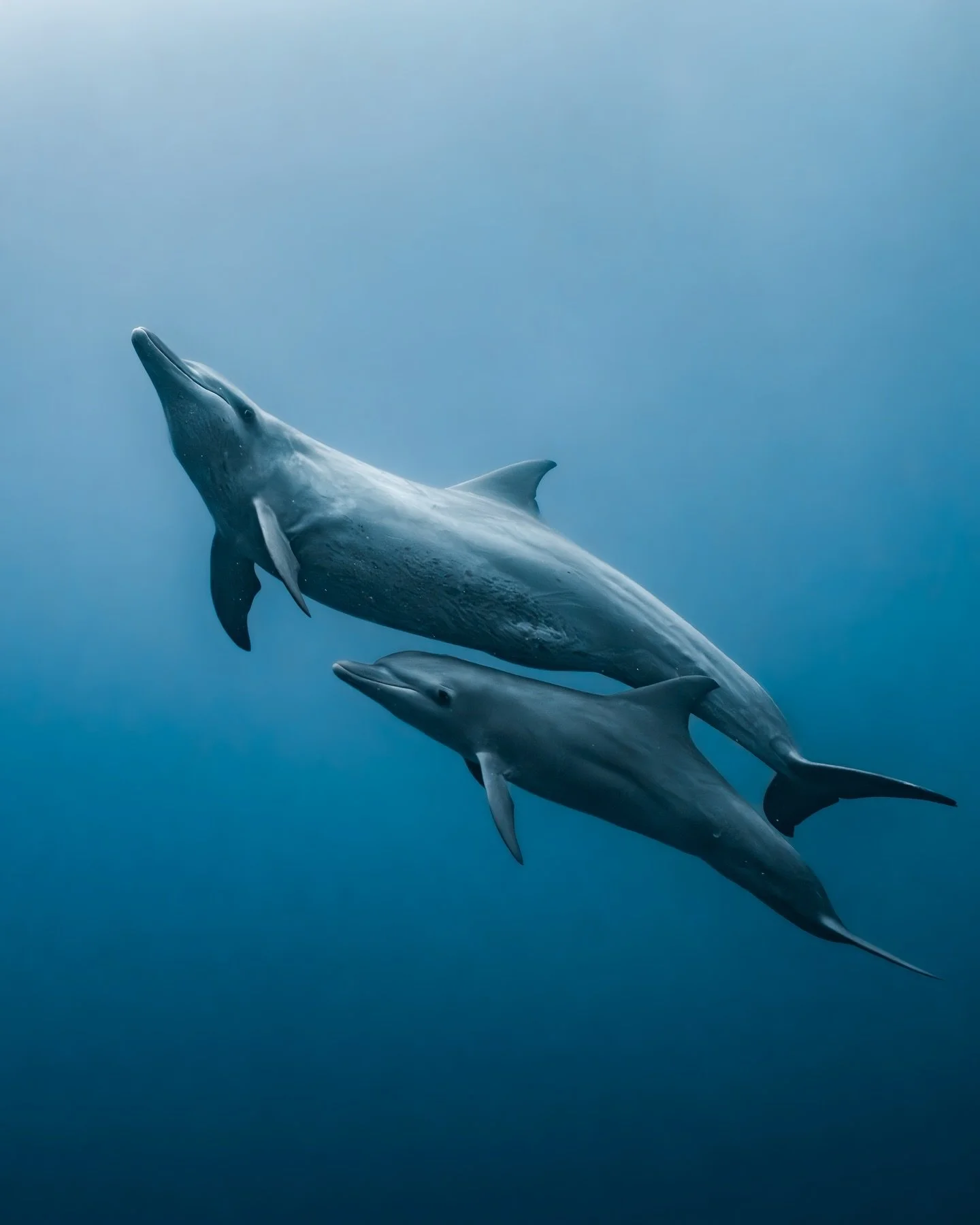 A few close ups of this special pod of Indo-Pacific bottlenose dolphins (Tursiops aduncus)

Often mistaken for the common bottlenose dolphin, this species is generally smaller, has a longer and more slender beak, and adults are known for the distinct