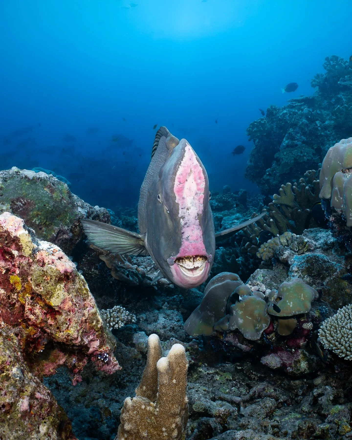 These guys might not be the prettiest fish on the reef. To be honest, they&rsquo;re a little odd-looking and could probably benefit from some dental hygiene. But they&rsquo;re actually one of the fish I&rsquo;ve been most excited about lately.

While
