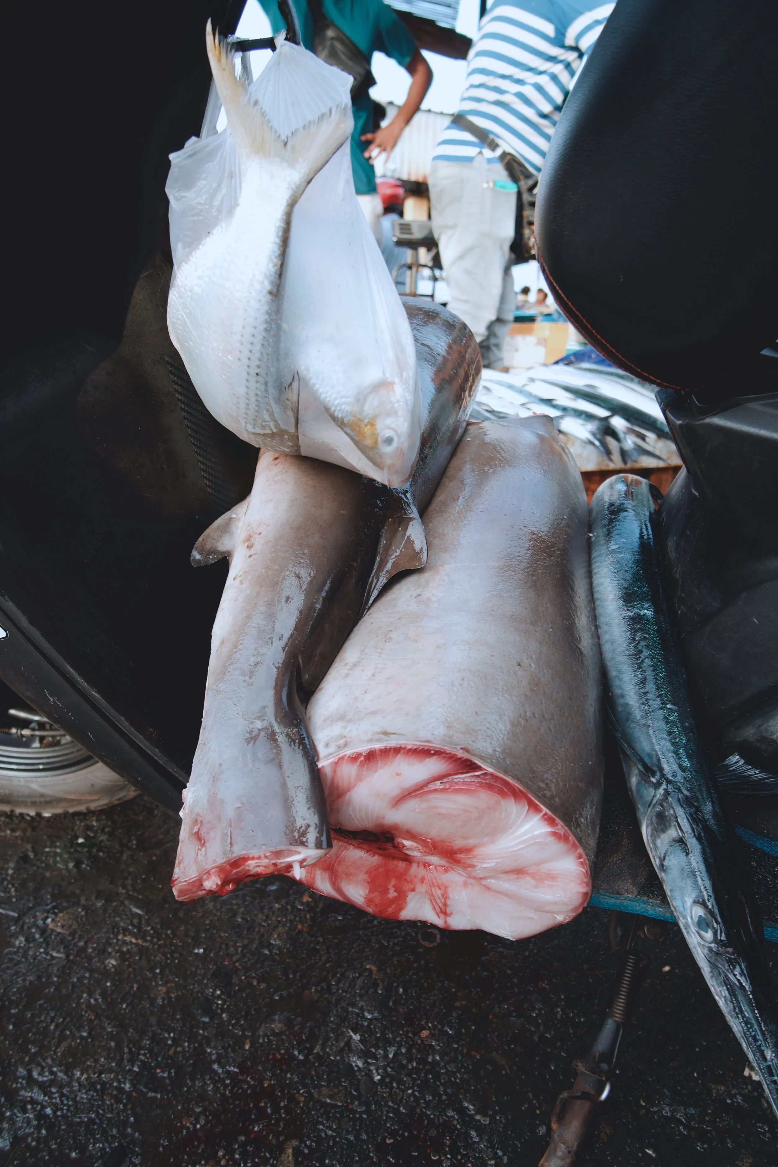 RNI-Films-IMG-6DD8F30D-6E0D-4483-AF16-FCE2BD6BC99B copy.JPG