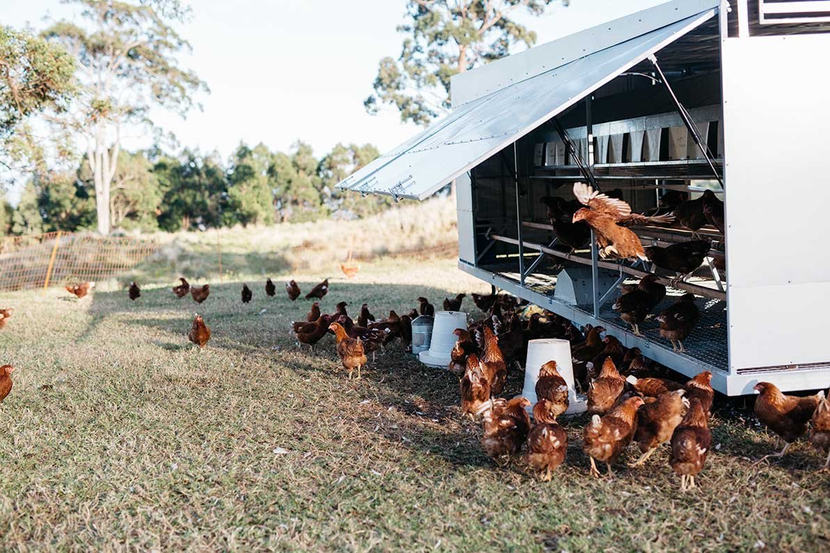 From 'Eat Local: Food, Farming and Conversation in the Scenic Rim, Volume 2', 2018