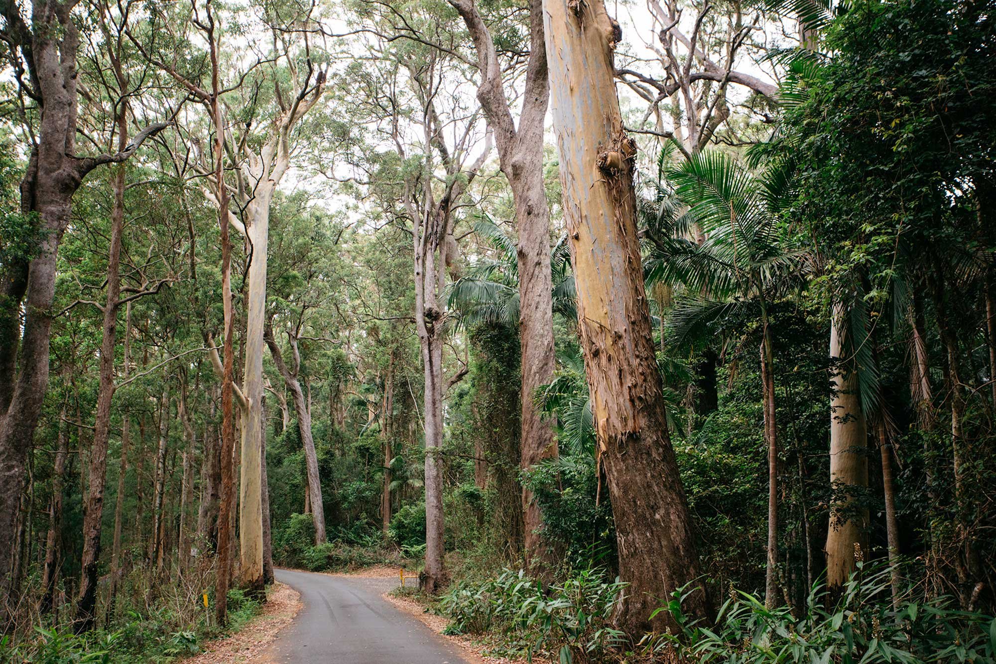 From 'Eat Local: Food, Farming and Conversation in the Scenic Rim, Volume 1', 2016