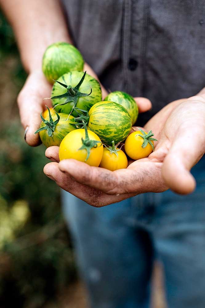 From 'Eat Local: Food, Farming and Conversation in the Scenic Rim, Volume 1', 2016
