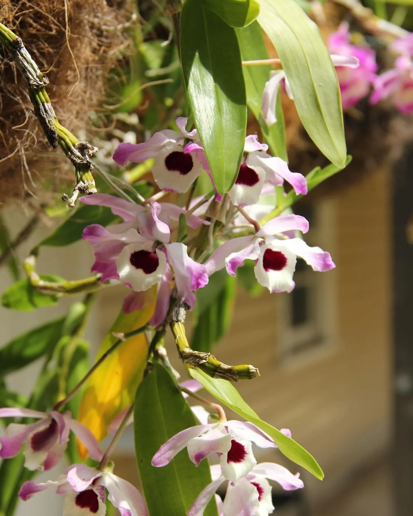 An integral part of Chelsea Farm&rsquo;s history lies in its agricultural past. As an homage to its history as farming land, a wide variety of flora has been re-established to preserve what makes this place so important. When first founded, different