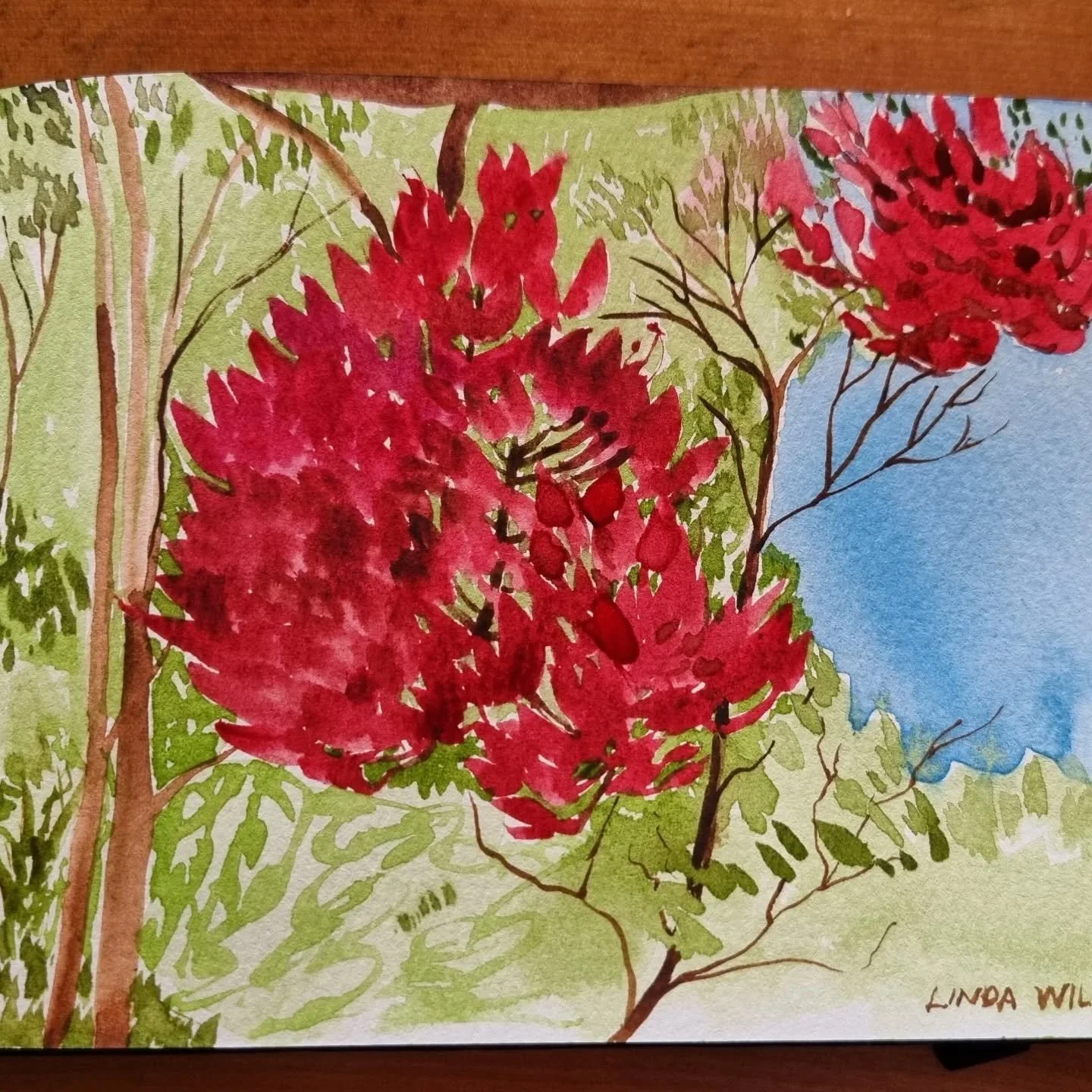 Because I'm travelling watercolour has been my go to medium because it's easy to carry. It's been fun to paint some quick captures of the local scenery and flora as we go.

#australianwatercolour
#paintersaustralia
#natureloversaustralia