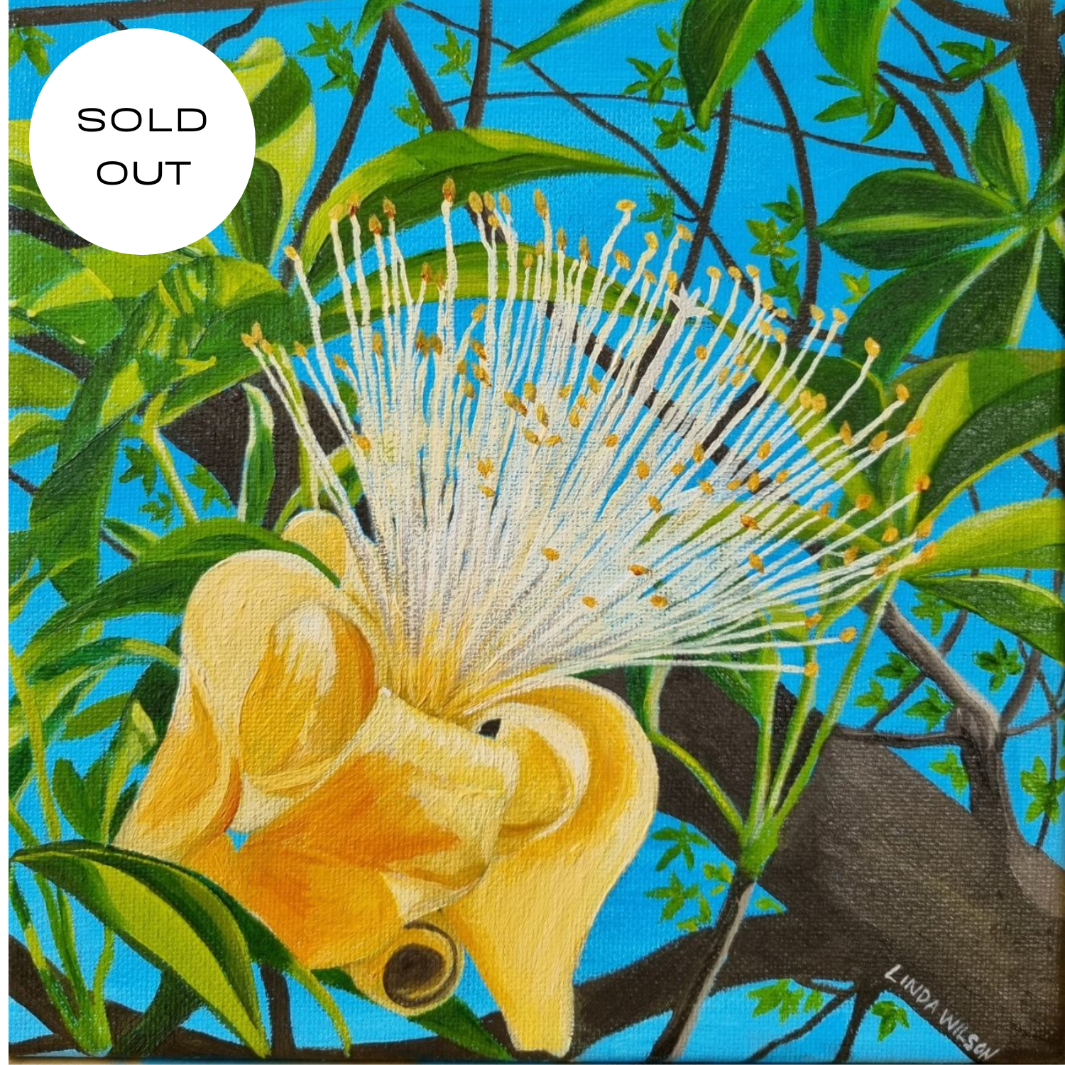 Boab Flower - Original Oil Painting