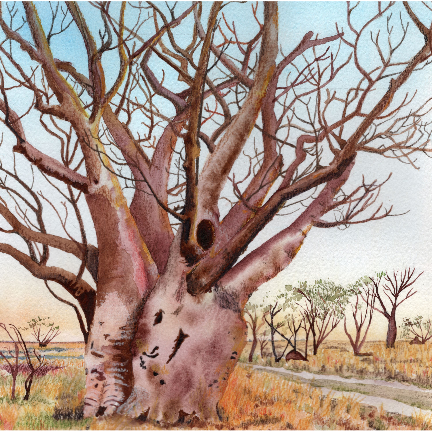 Boab on a Kimberley Backtrack - Watercolour & Pencil - A4 - Commissioned
