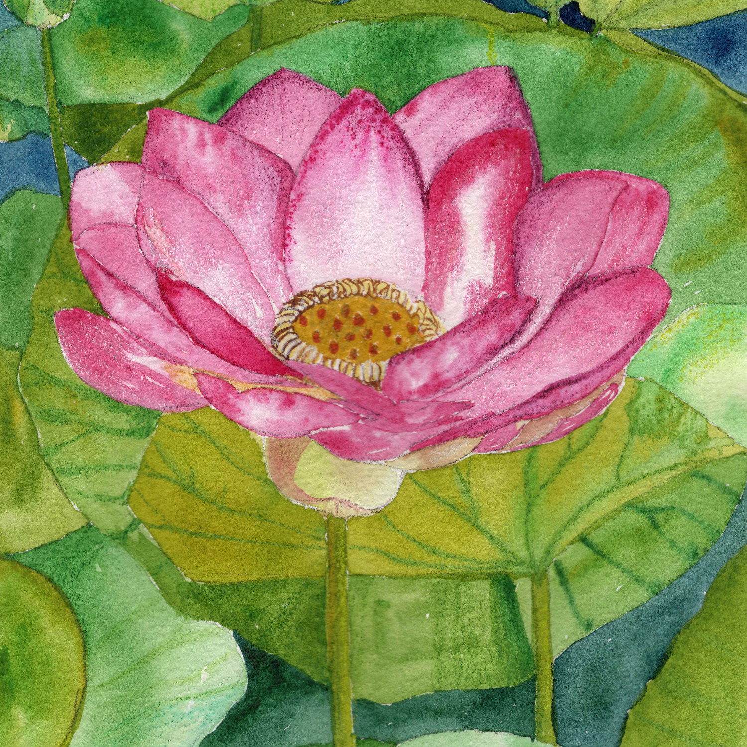 Sacred Lotus - Watercolour on paper - 15cm x 21cm - Click image to purchase.