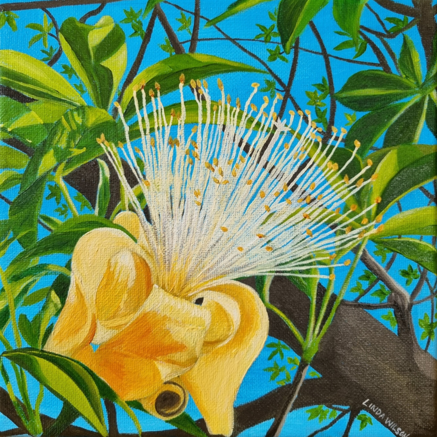 ‘Boab Flower’ - Oil on Canvas - 20cm x 20cm - SOLD.