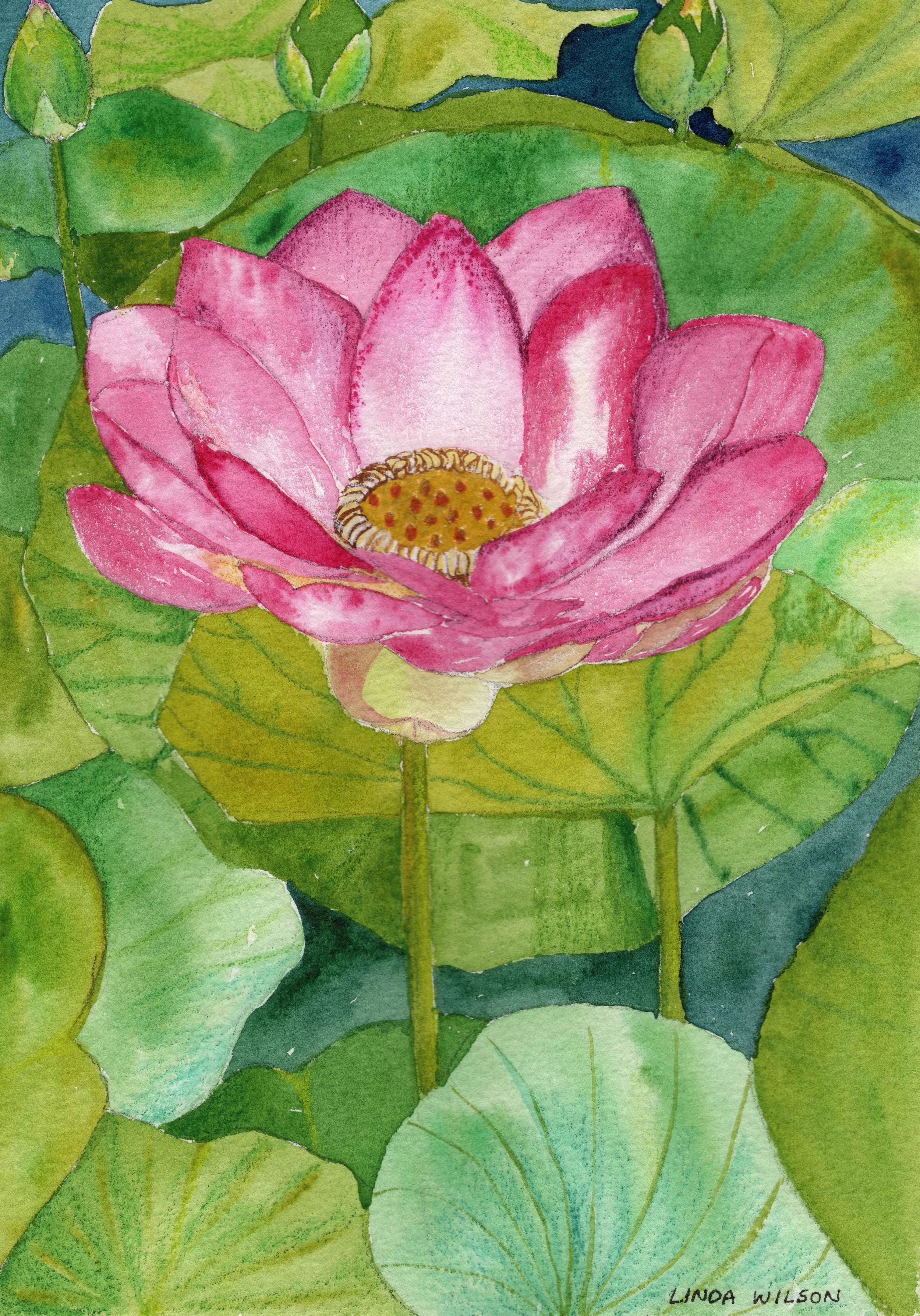 Resized_Watercolour Lily.jpg