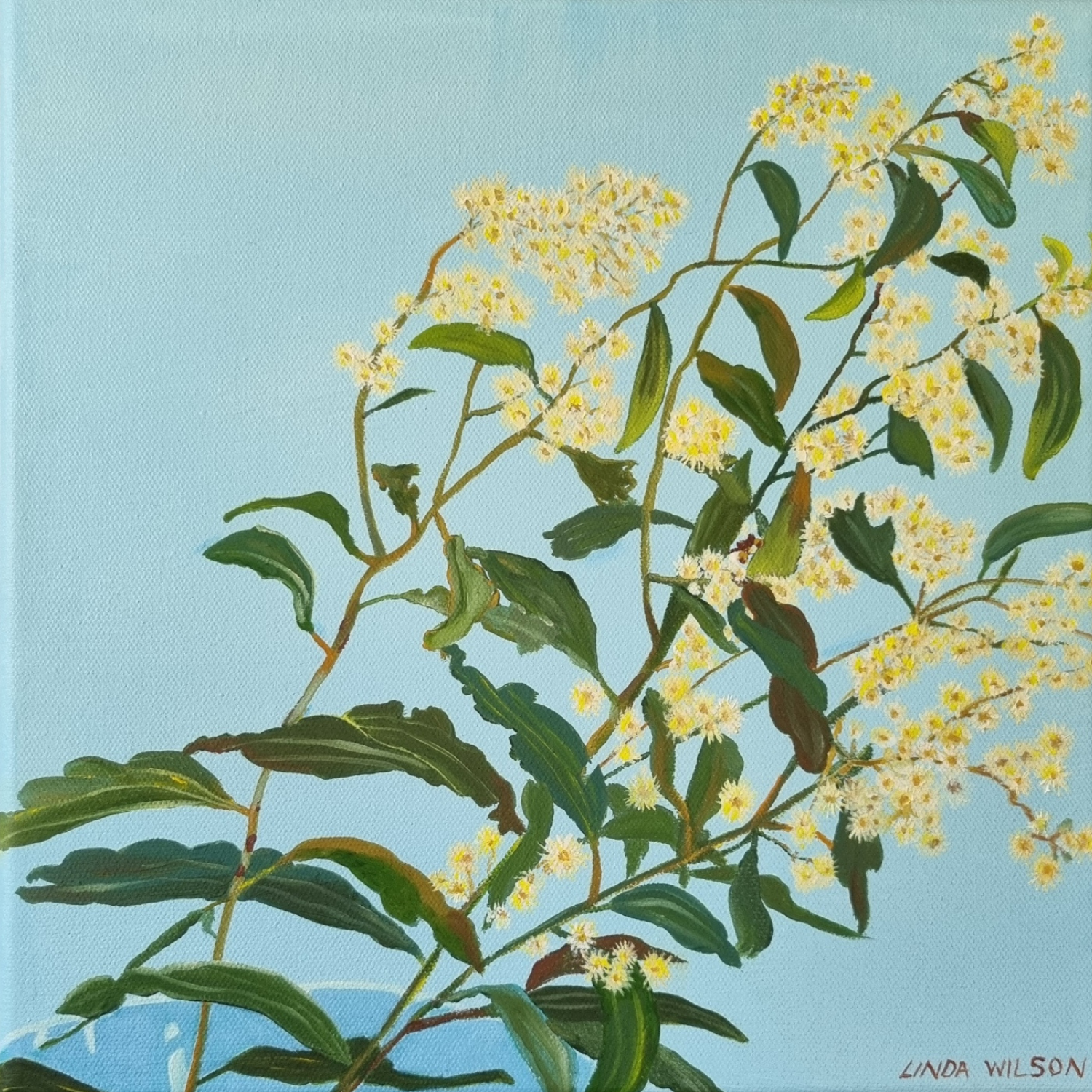 ‘Acacia Mimula’ - Oil on canvas - 30 x 30 cm - SOLD.