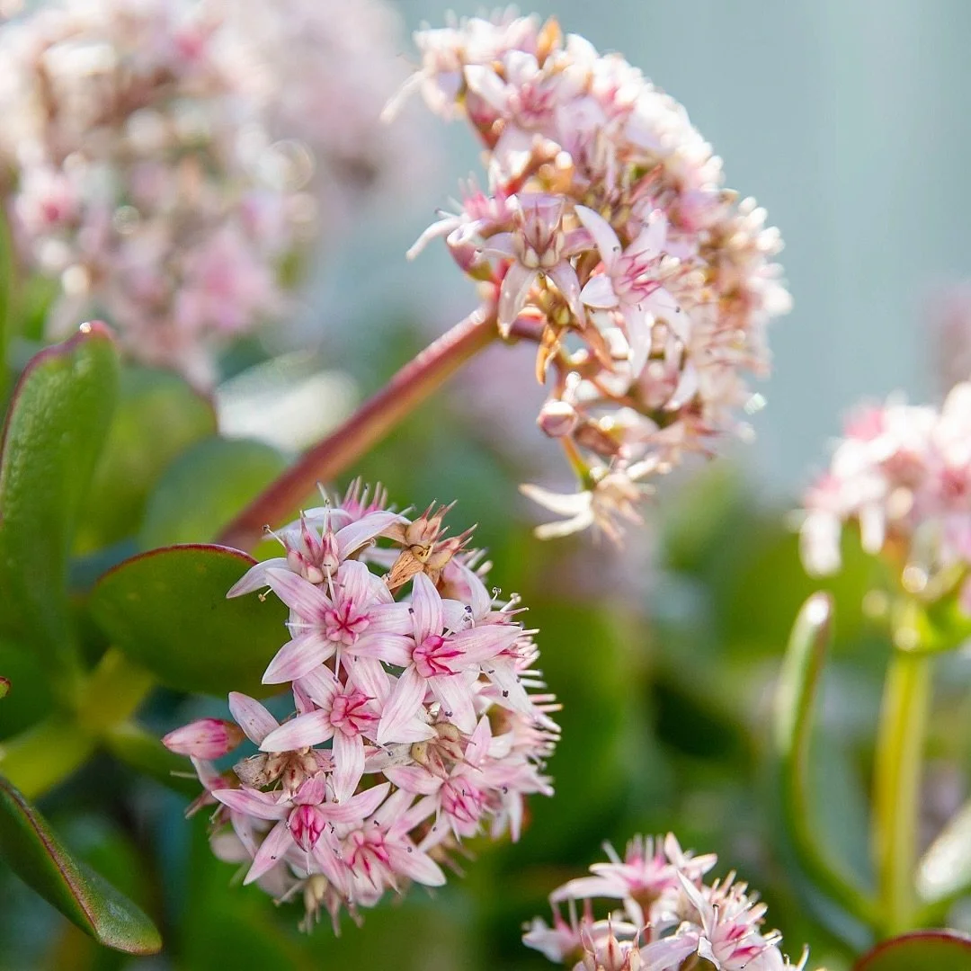🌸 Spring is here! It&rsquo;s the perfect time to revitalise your garden. Need ideas or a little help? Let&rsquo;s get your space ready for warm days ahead.  Featured plant: Crassula Ovata&nbsp;&lsquo;Jade Plant&rsquo;

#CrassulaOvataJadePlant #Sprin