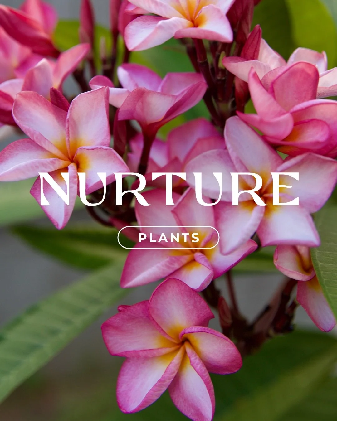 Nurture Plants Plumeria rubra Dwarf Frangipani

We often specify the dwarf frangipani for clients who value proportion and restraint in compact outdoor spaces. It offers luminous summer blooms without the expansive canopy of the standard form.