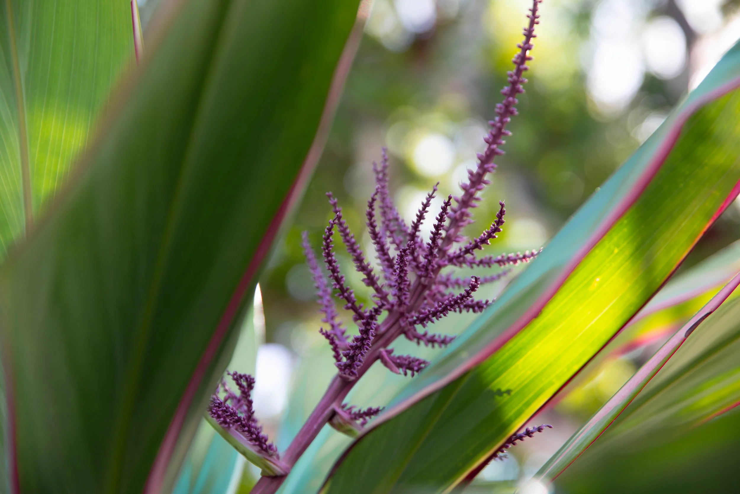 Cordyline Pink Diamond