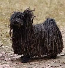 puli.jpeg