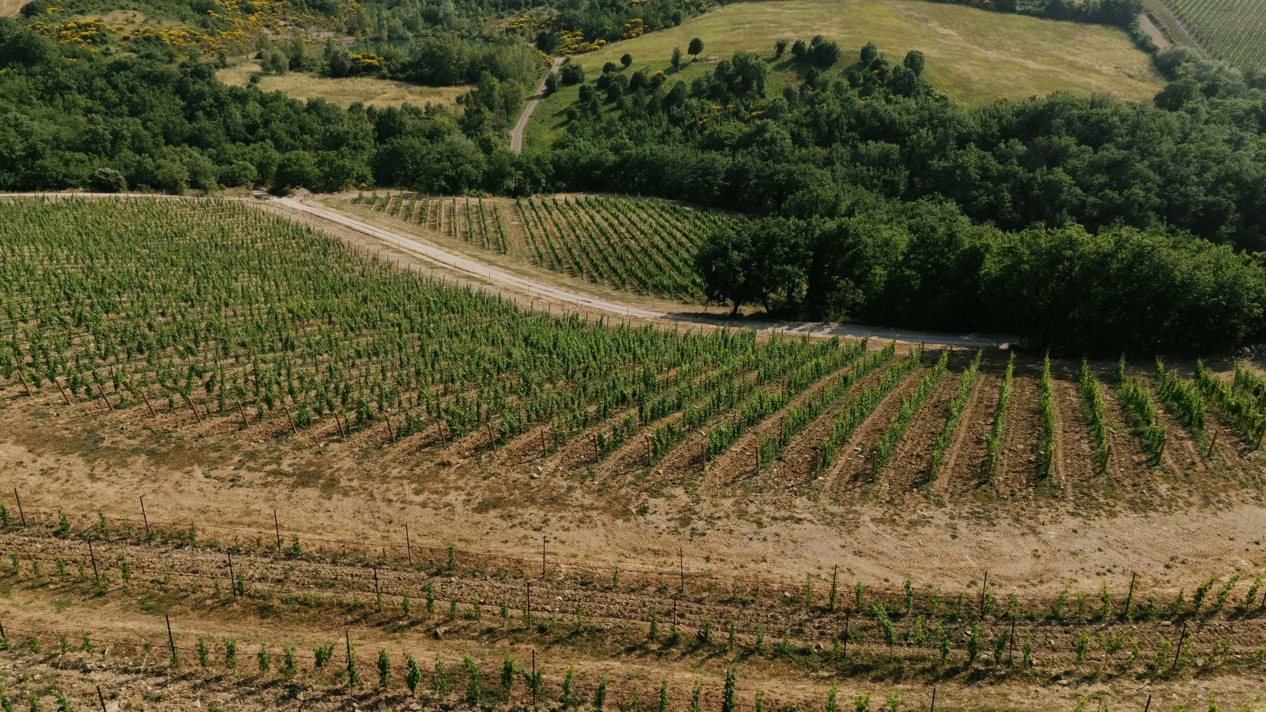 Aerial view of vineyard rows at Antognolla estate.