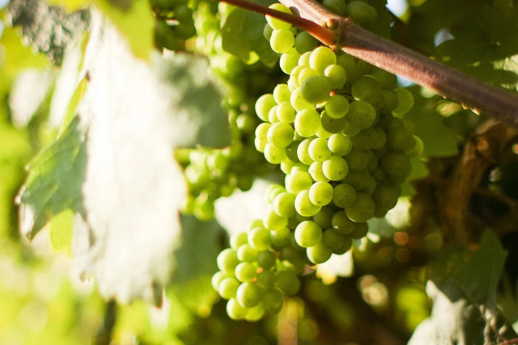 Green grapes hanging on a vine in Antognolla vineyard