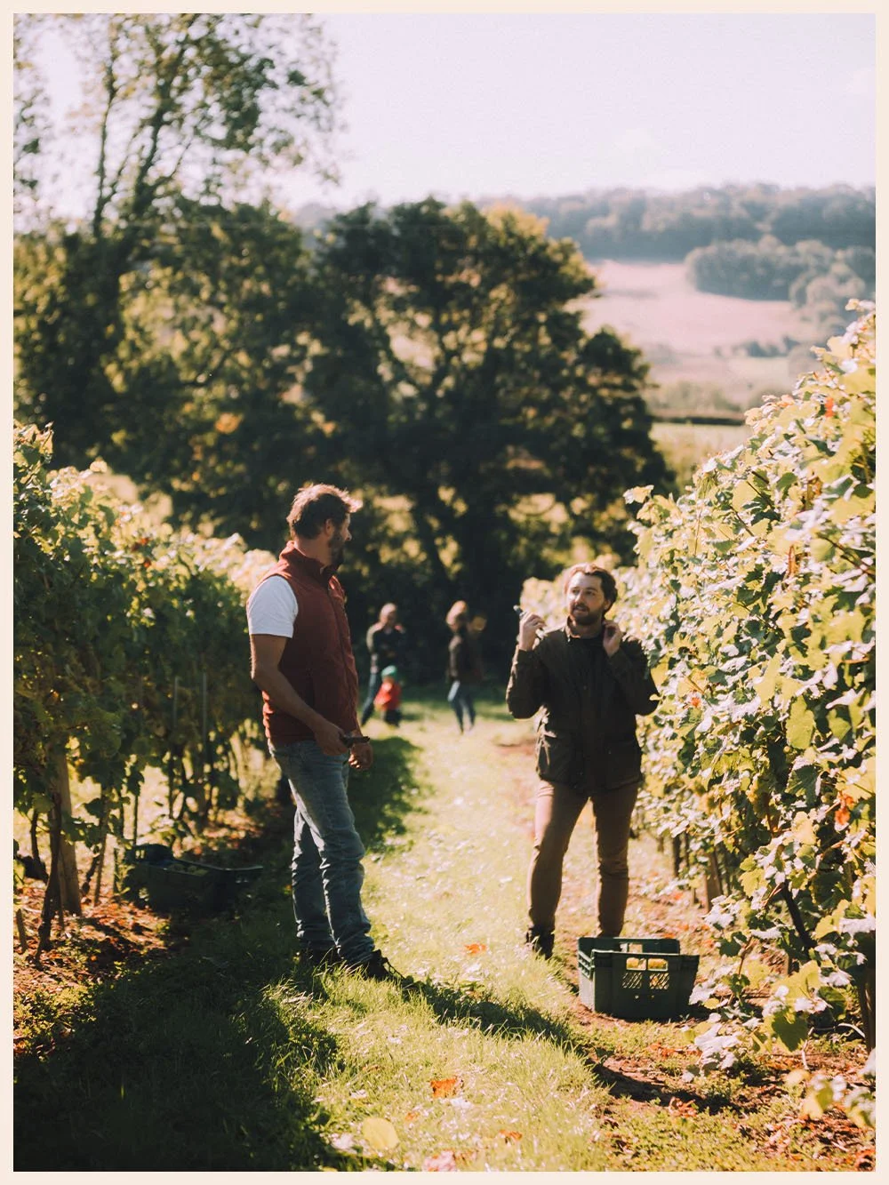 Artefact Wine Castlewood Vineyard Grape Harvest Rob Corbett Luke Harbor