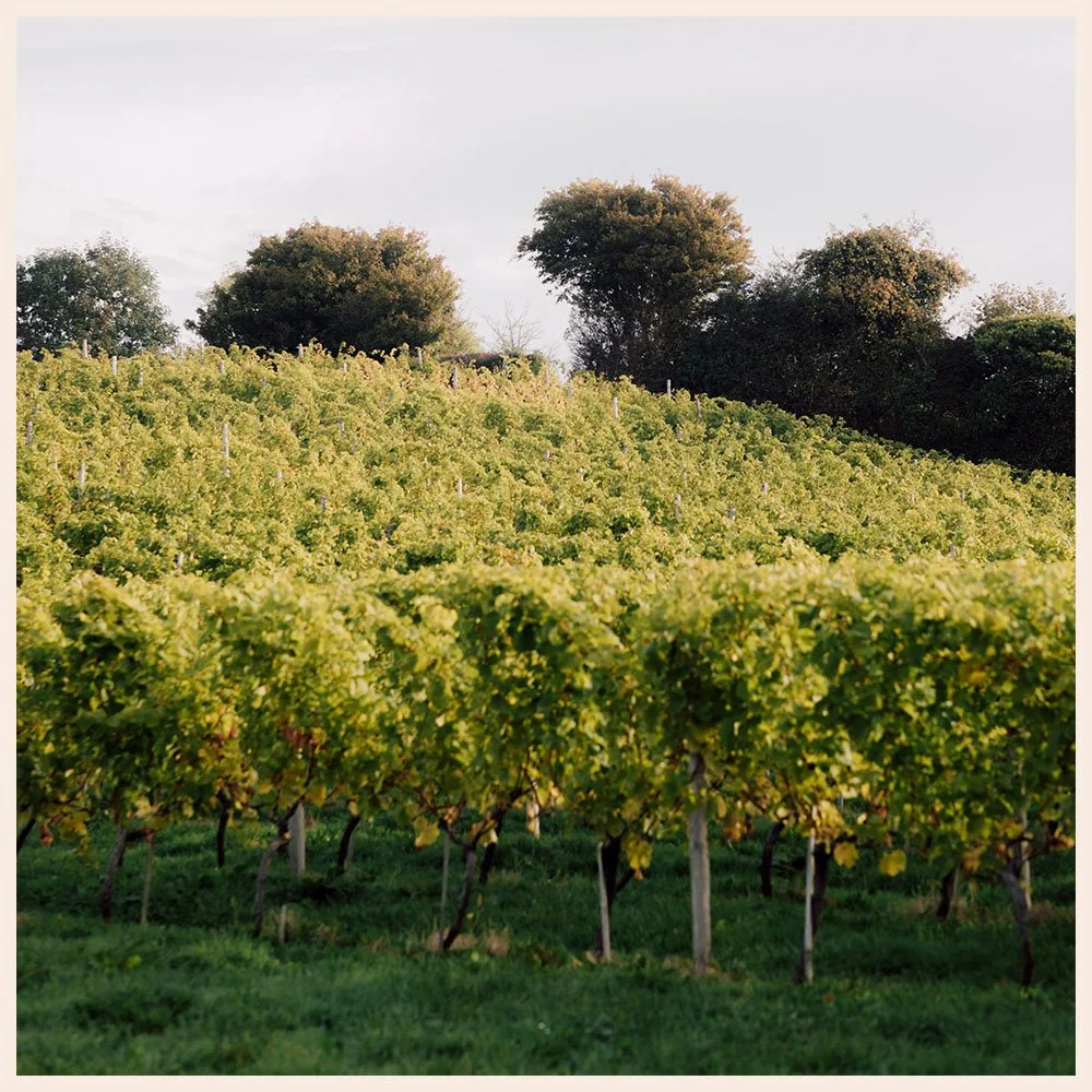 Artefact Wine Castlewood Vineyard