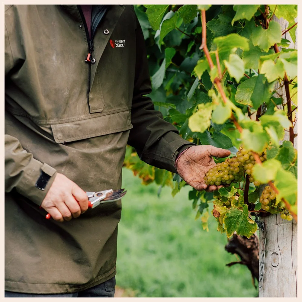 Artefact Wine Castlewood Vineyard Grape Harvest Rob Corbett