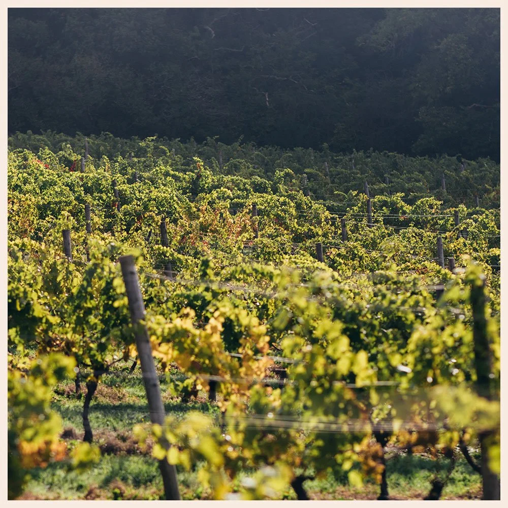 Artefact Wine Castlewood Vineyard