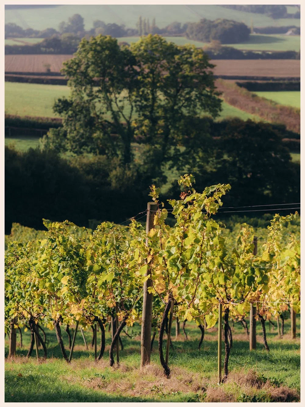 Artefact Wine Castlewood Vineyard