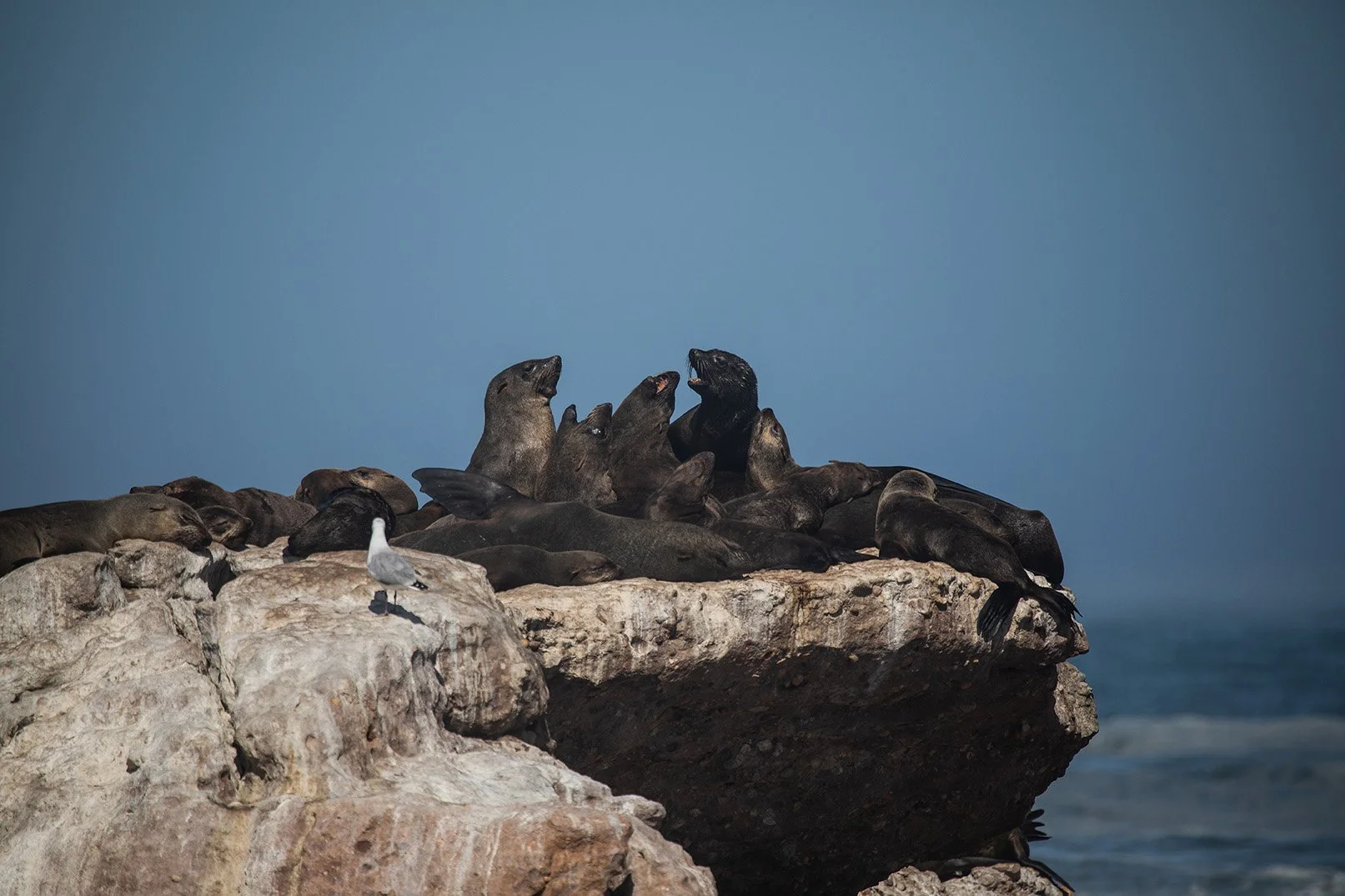  The Robberg Peninsula is unique for the south coast geography. Sticking so far out into the sea means it was host to a rare mainland seal colony. The relatively inaccessible nature of the peninsula offers the seals some protection from land-based pr