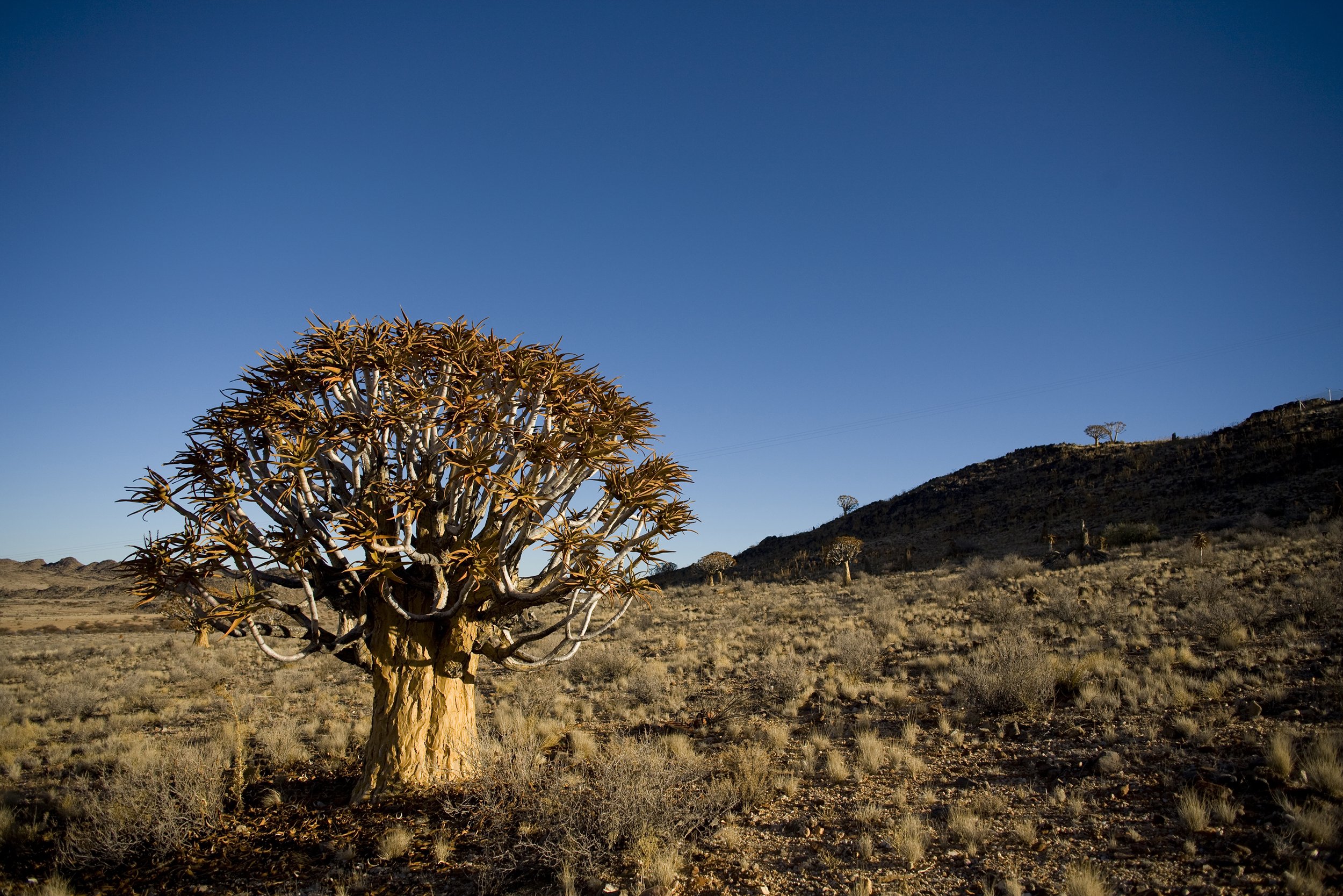 Some 2,000 km of African continent separate the near-desert Namaqualand on the South African and Namibian west coast from the Great Zimbabwe ruins. Archaeologists have yet to confirm whether people sourced copper from this mineral-rich area when the