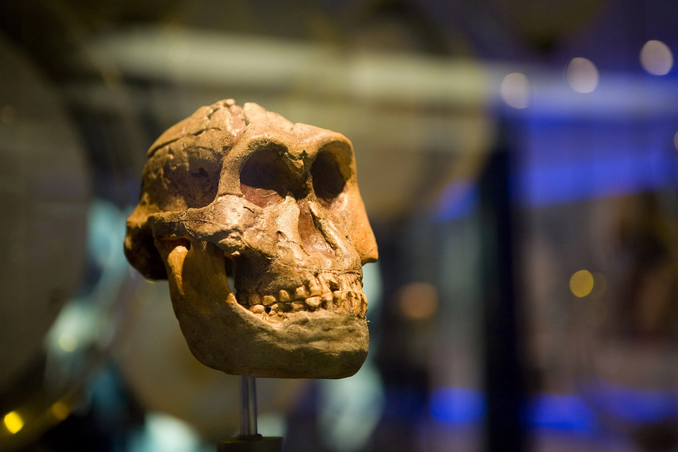  The skull of a  Paranthropus robustus  individual found at the Cradle of Humankind is on display at this UNESCO World Heritage Site. To date, the Cradle is the only site where individuals from this branch of the hominin tree have been found.  Parant