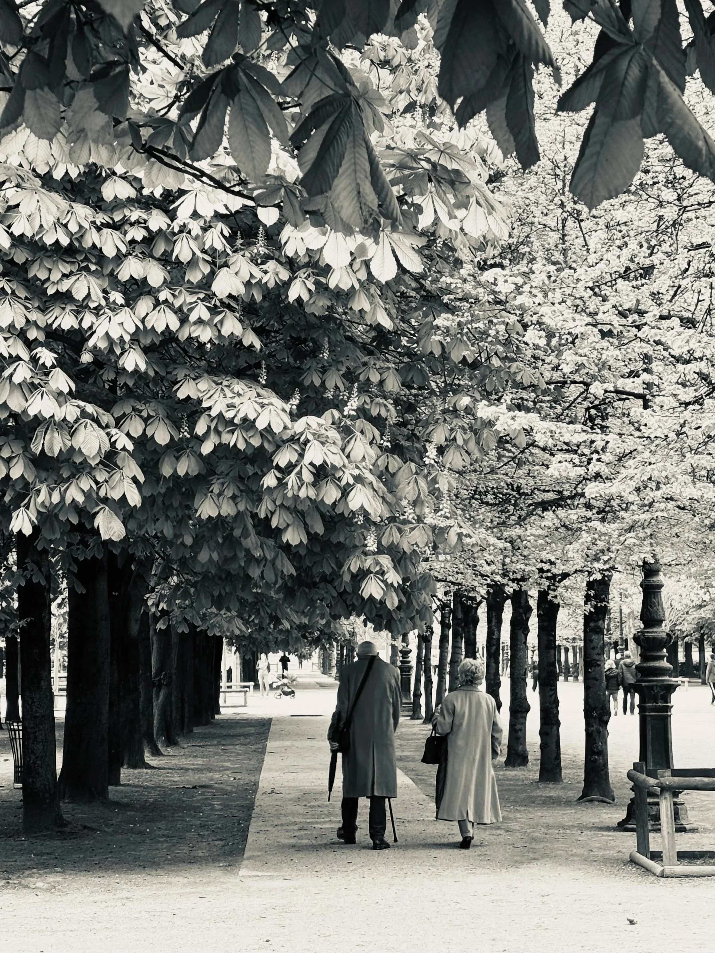Two elderly people walking along a tree-lined path in a park, with trees in full bloom.