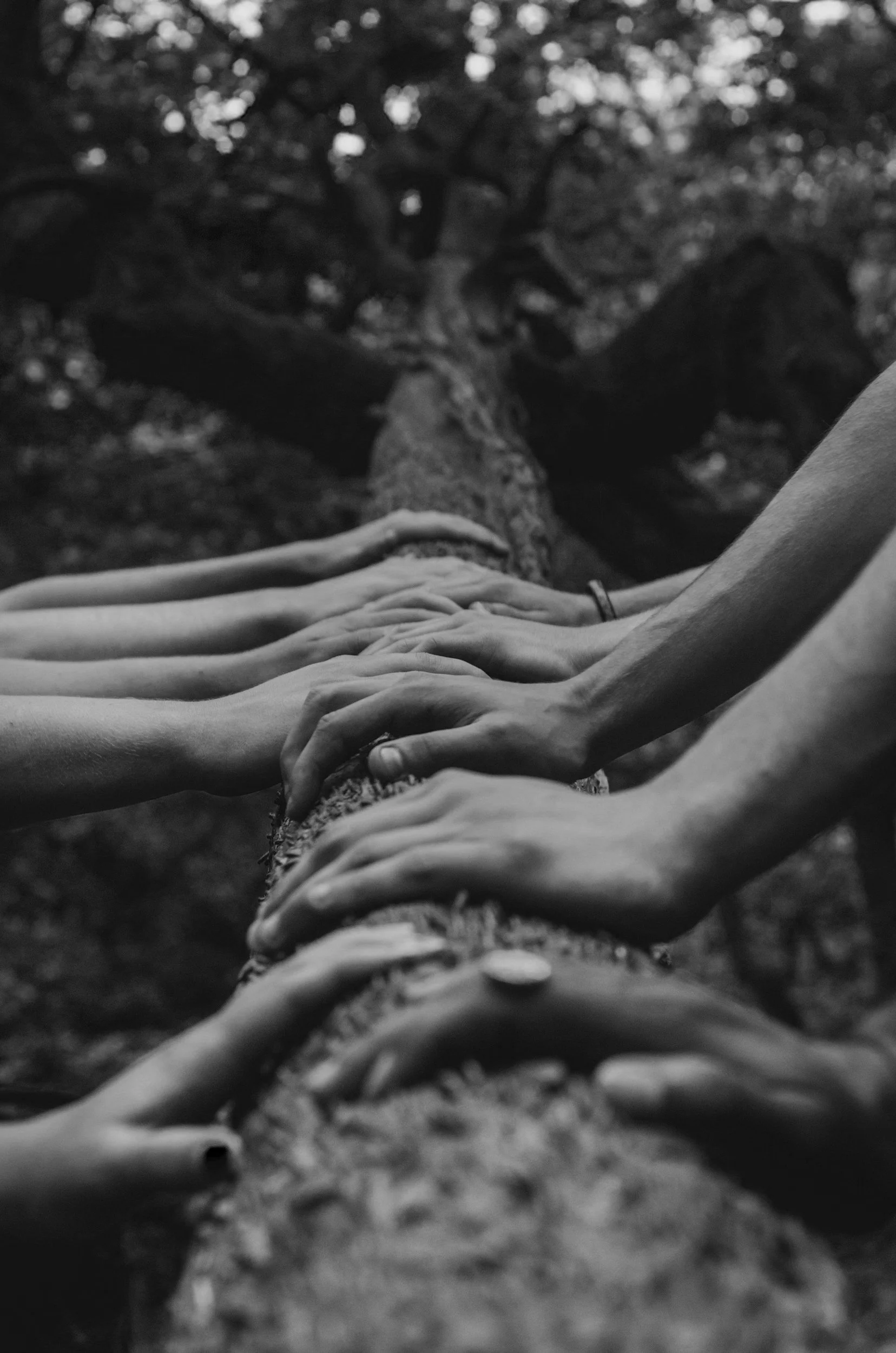 Black and white photo of multiple hands resting on a tree trunk in a forest, with a large, twisted tree in the background.