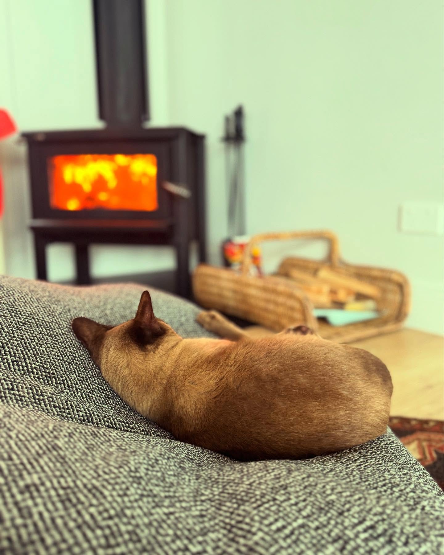 One of our team members on the intensive programme—perfectly mirroring how to chill. 🔥🐈 #RestIsRecovery #TherapistApproved #turningtides #intensiveemdr @kulamuriwai @mindgaragenz