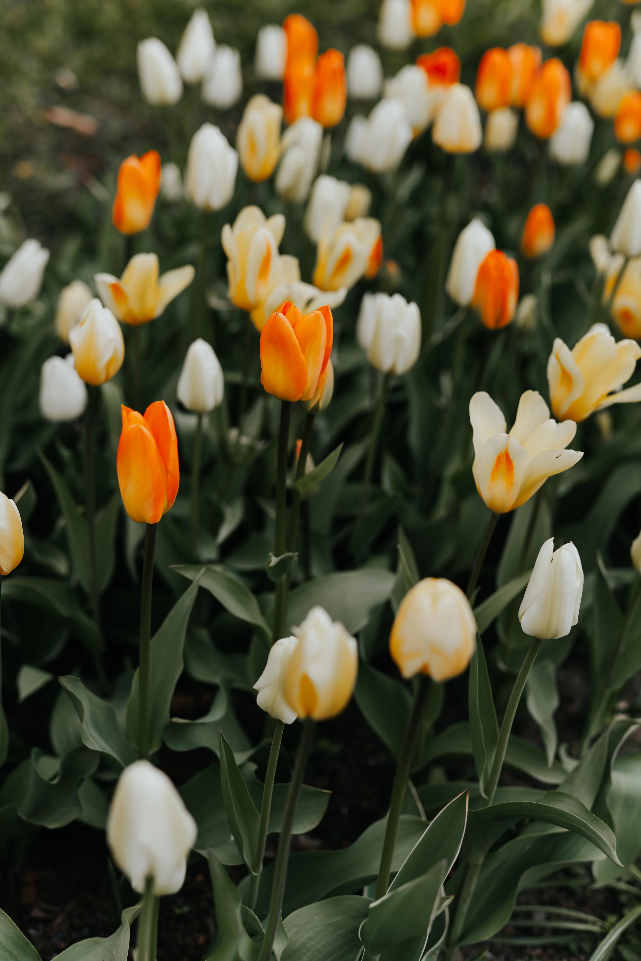 Iida Hay Media Photography-58.jpg