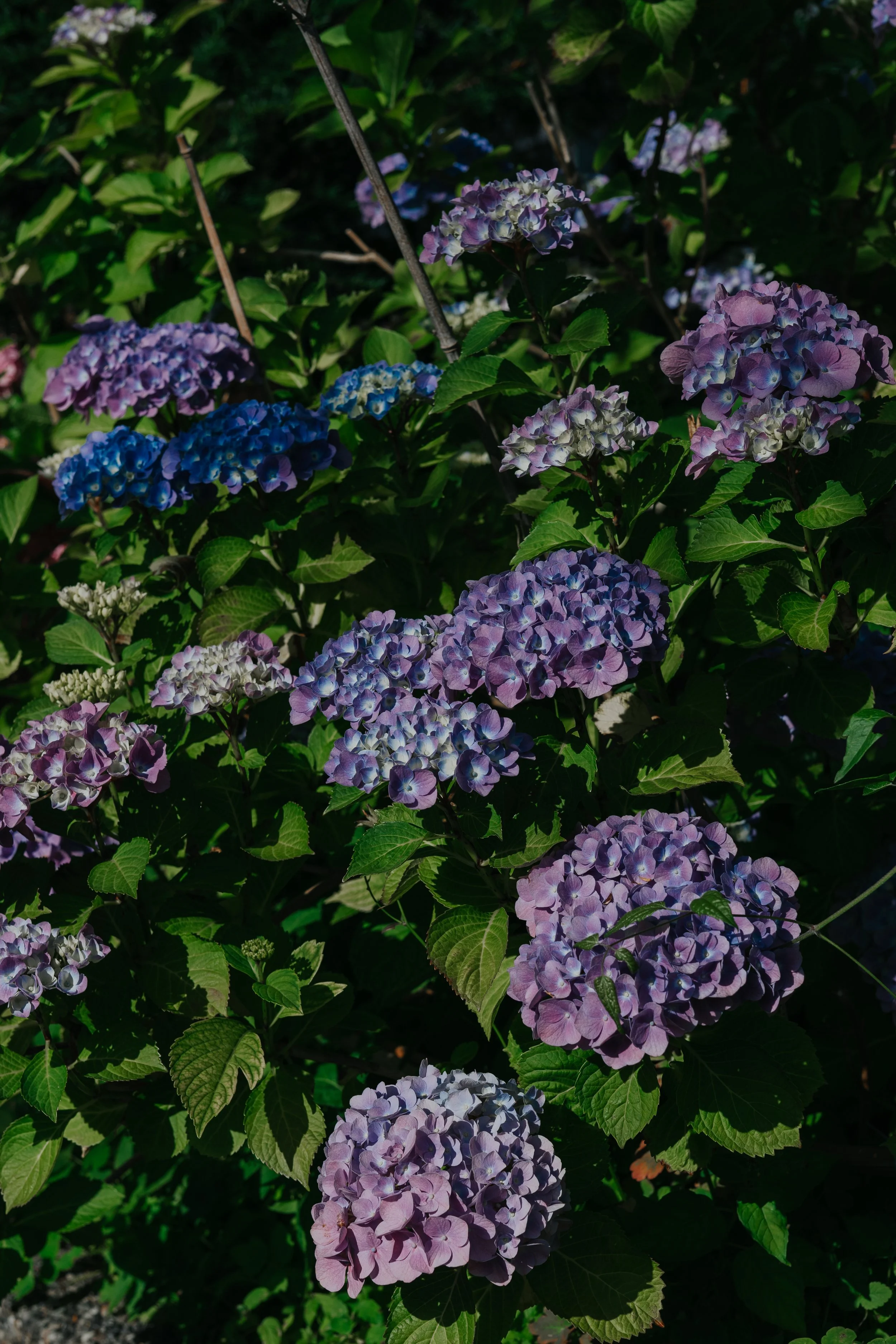 DSC06511.jpg