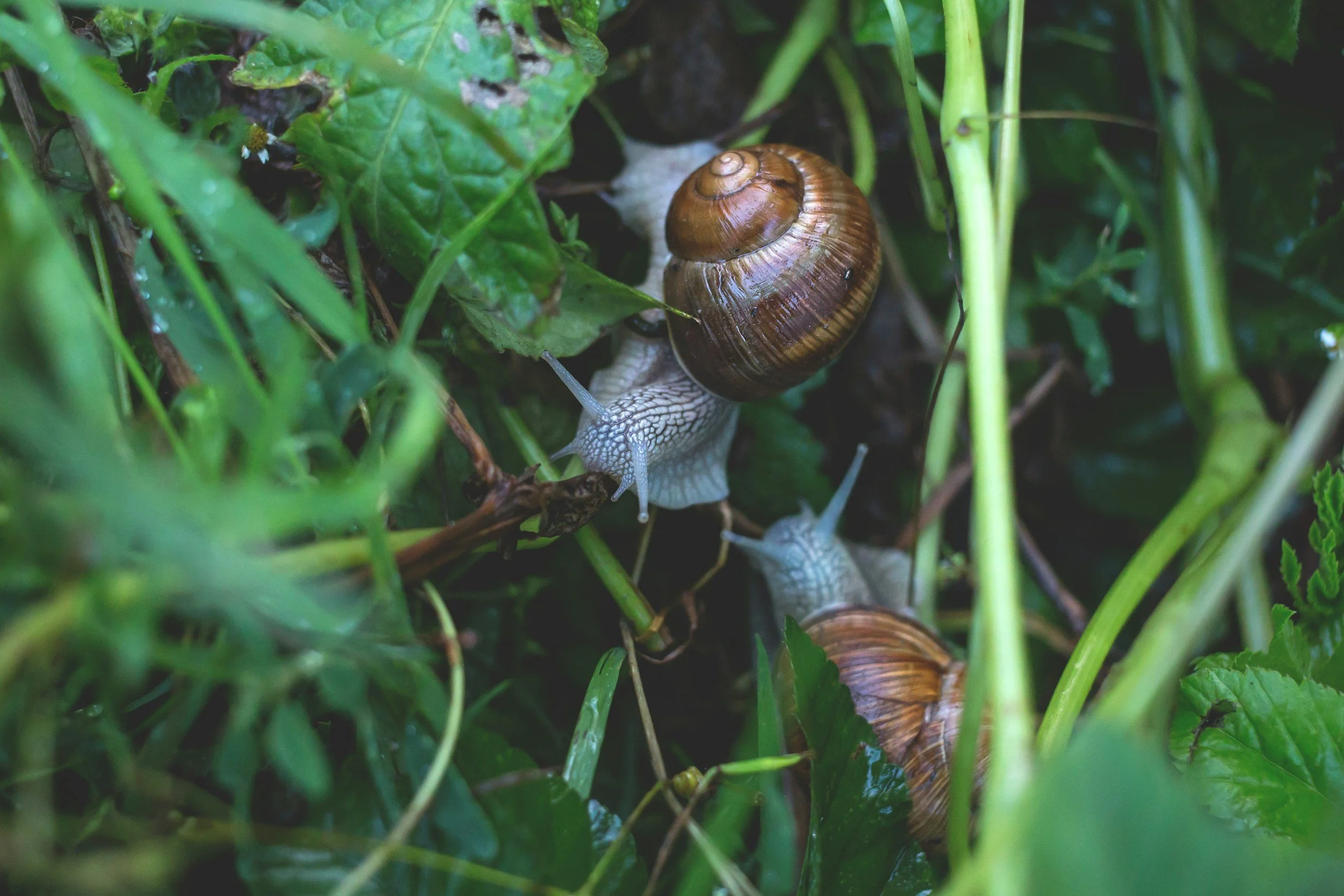 Benodigdheden om een moestuin te beginnen, zoals middelen en tips tegen ongedierte zoals slakken of vogels.