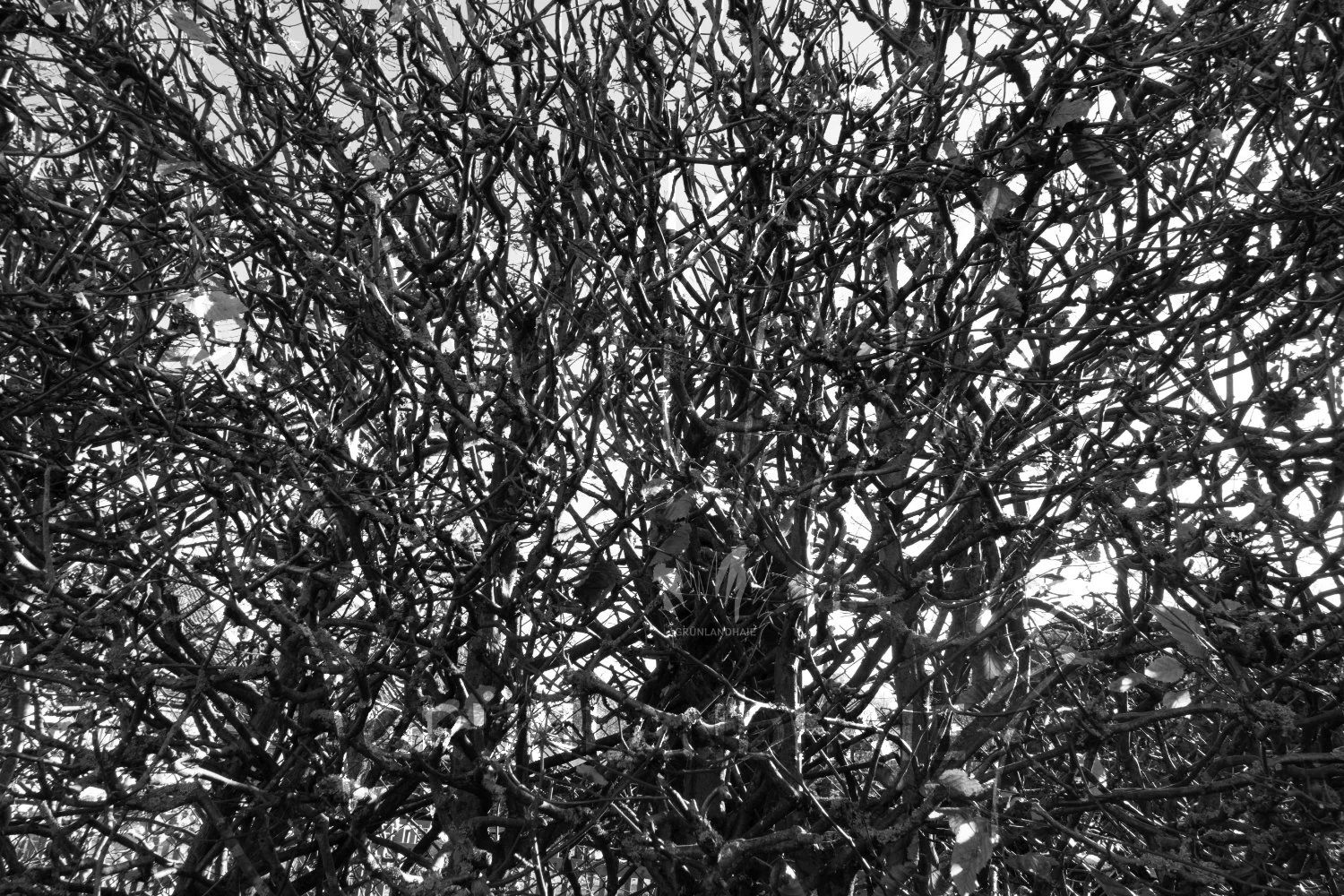 Lr_-01116_cpyr.jpg